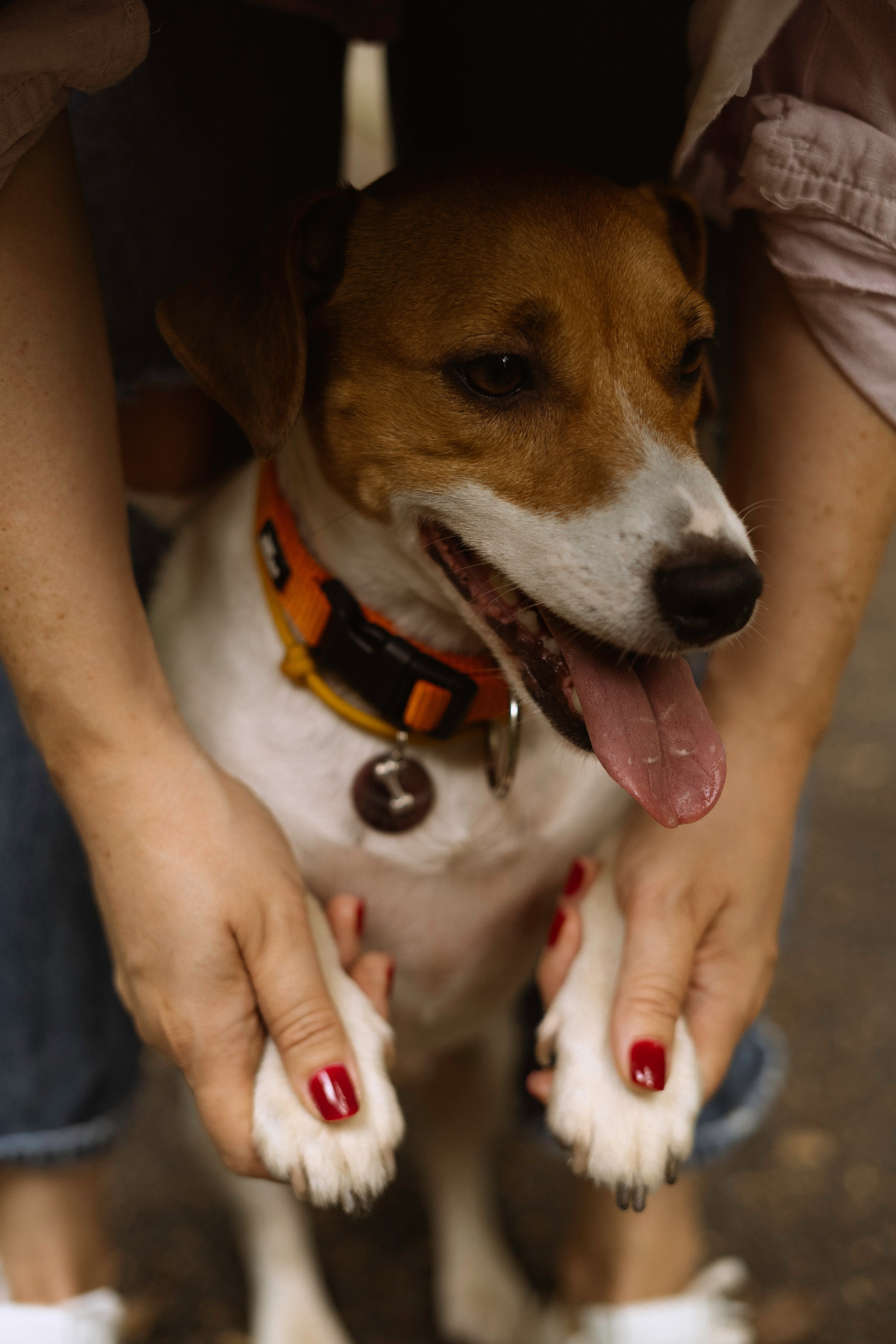 Катерина и Бруки. Фотограф в Москве Шалышко Ангелина