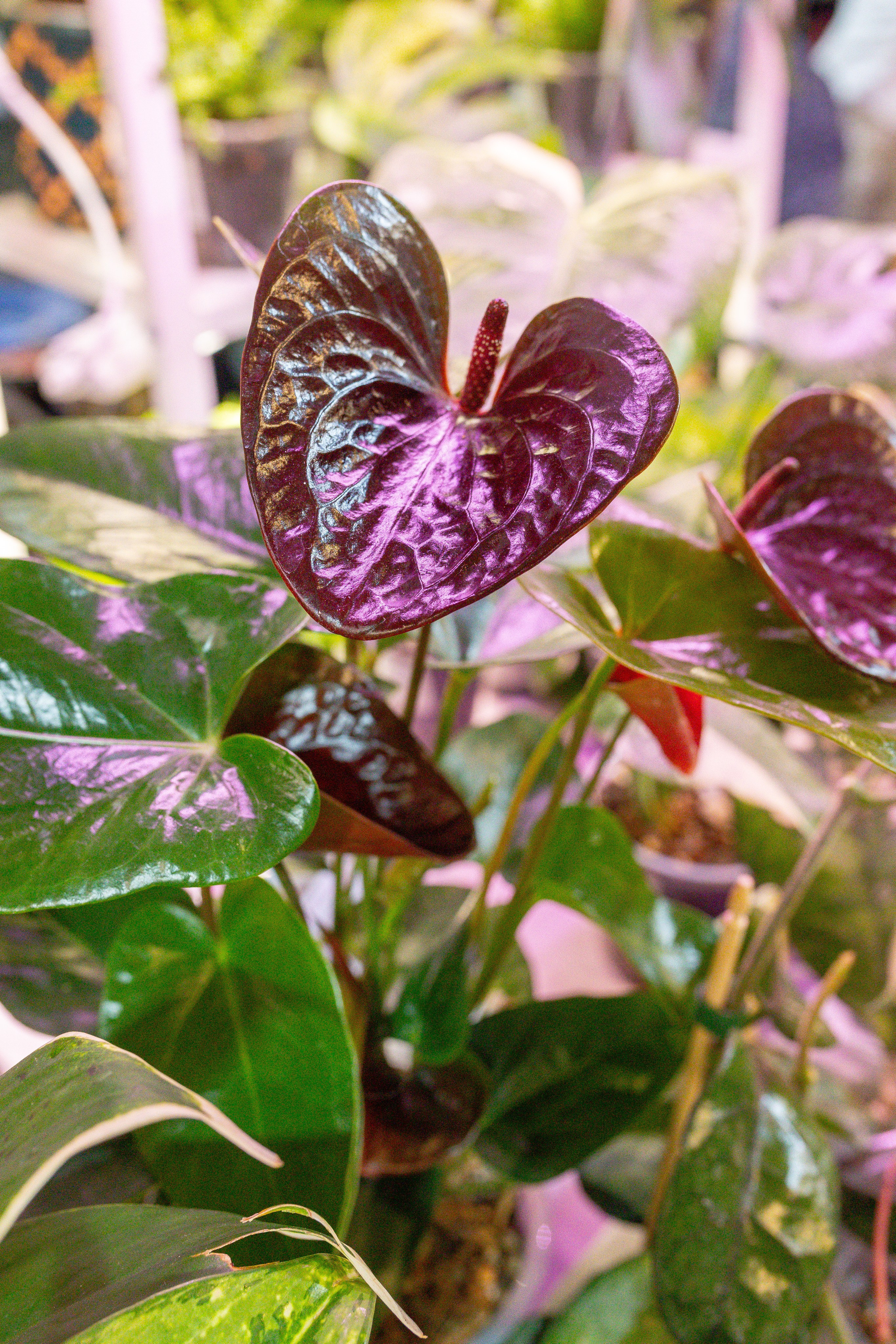 Кактус Фест. Александра Куликова фотограф, Москва