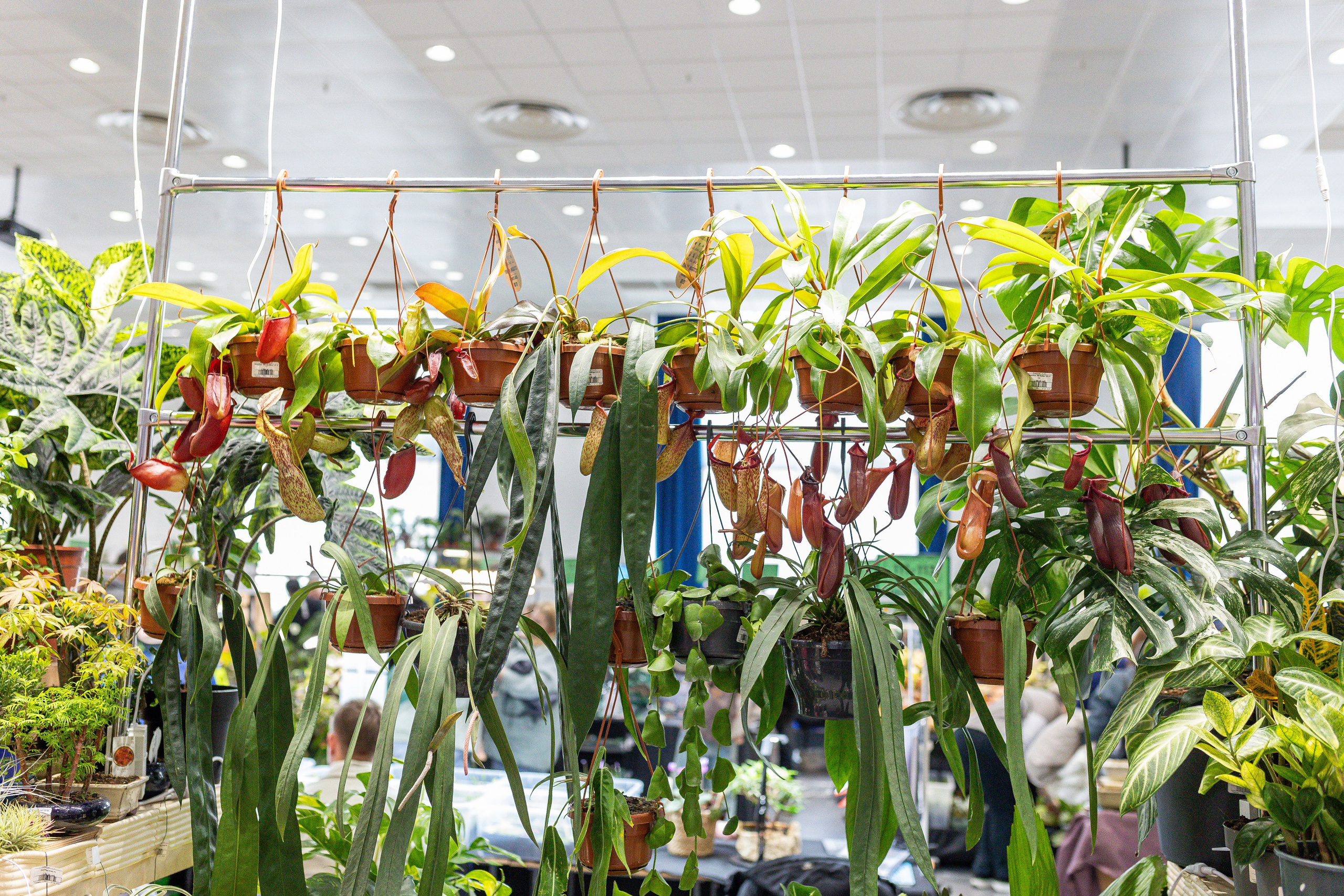 Монстериум апрель 2025. Александра Куликова фотограф, Москва