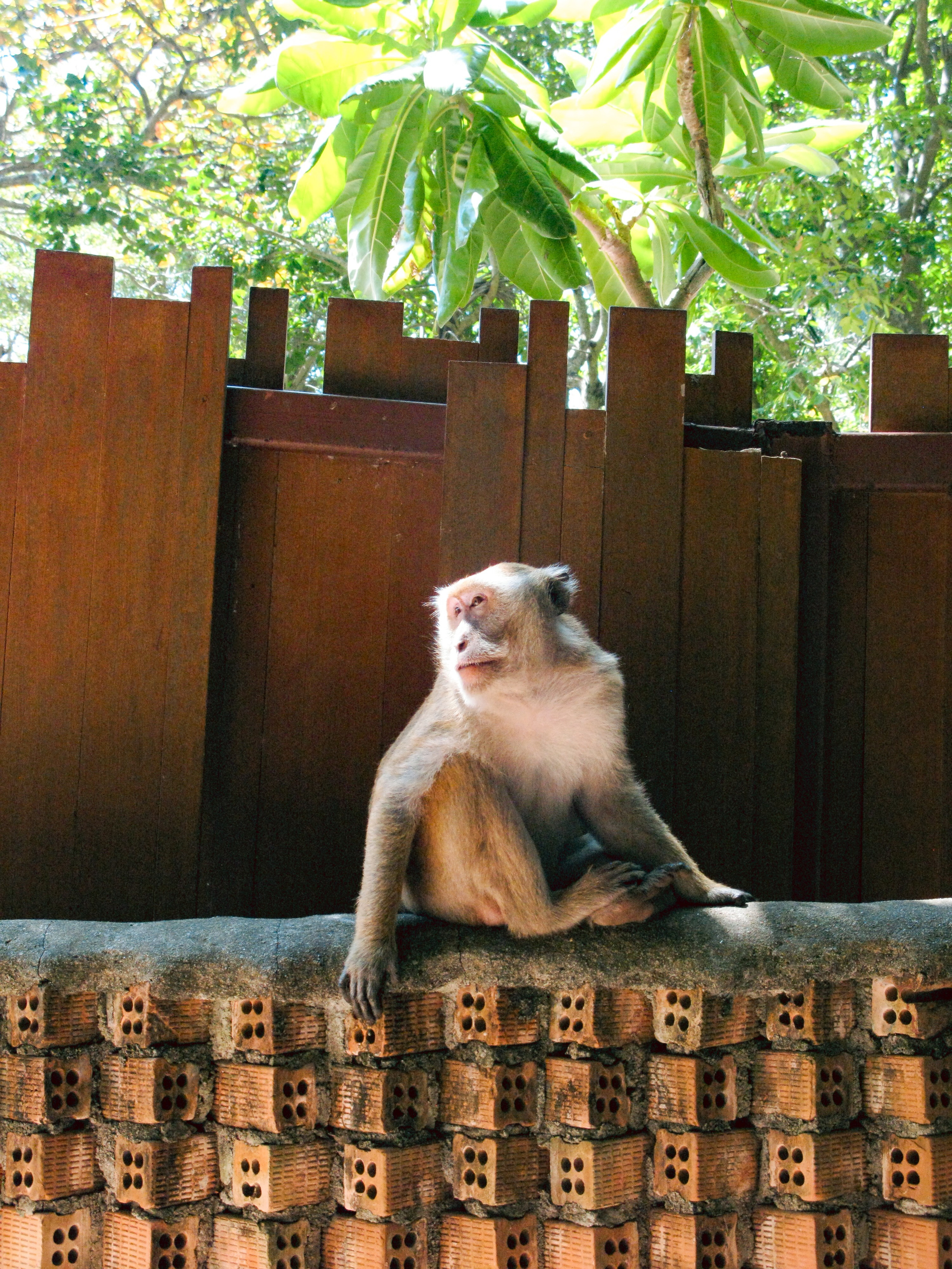 Thai. Фотограф Миланазавр
