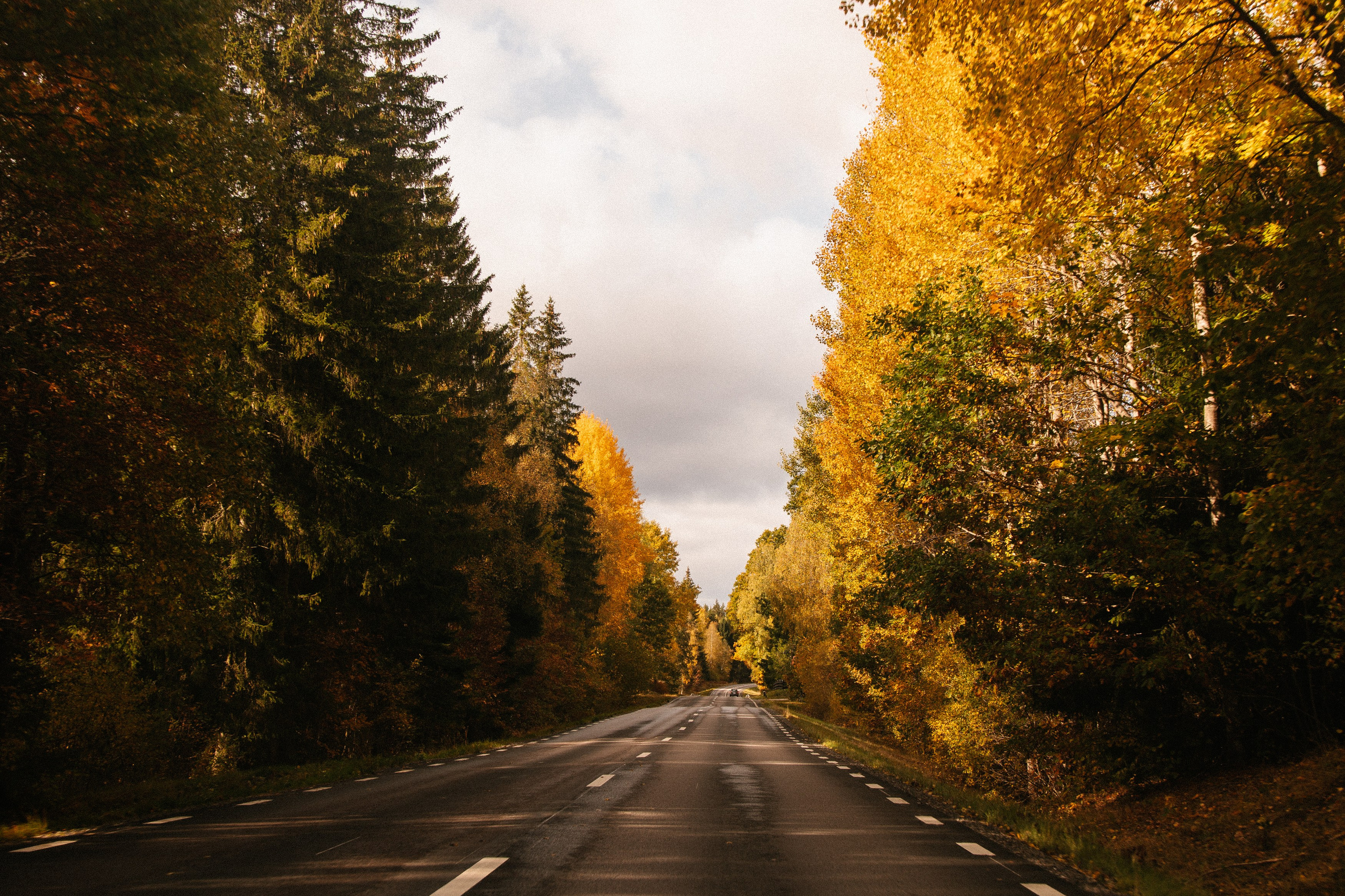 Природа. Фотограф и видеограф в Стокгольме — Любовь Лангер