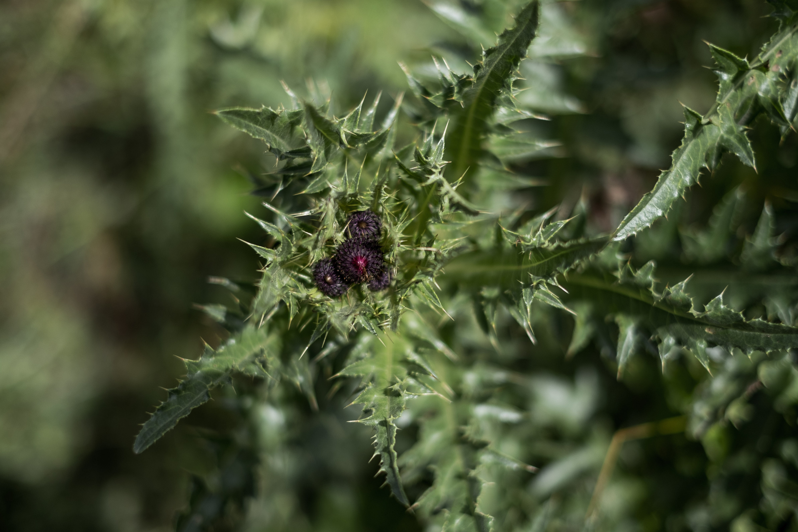 Северная Осетия, ландшафты