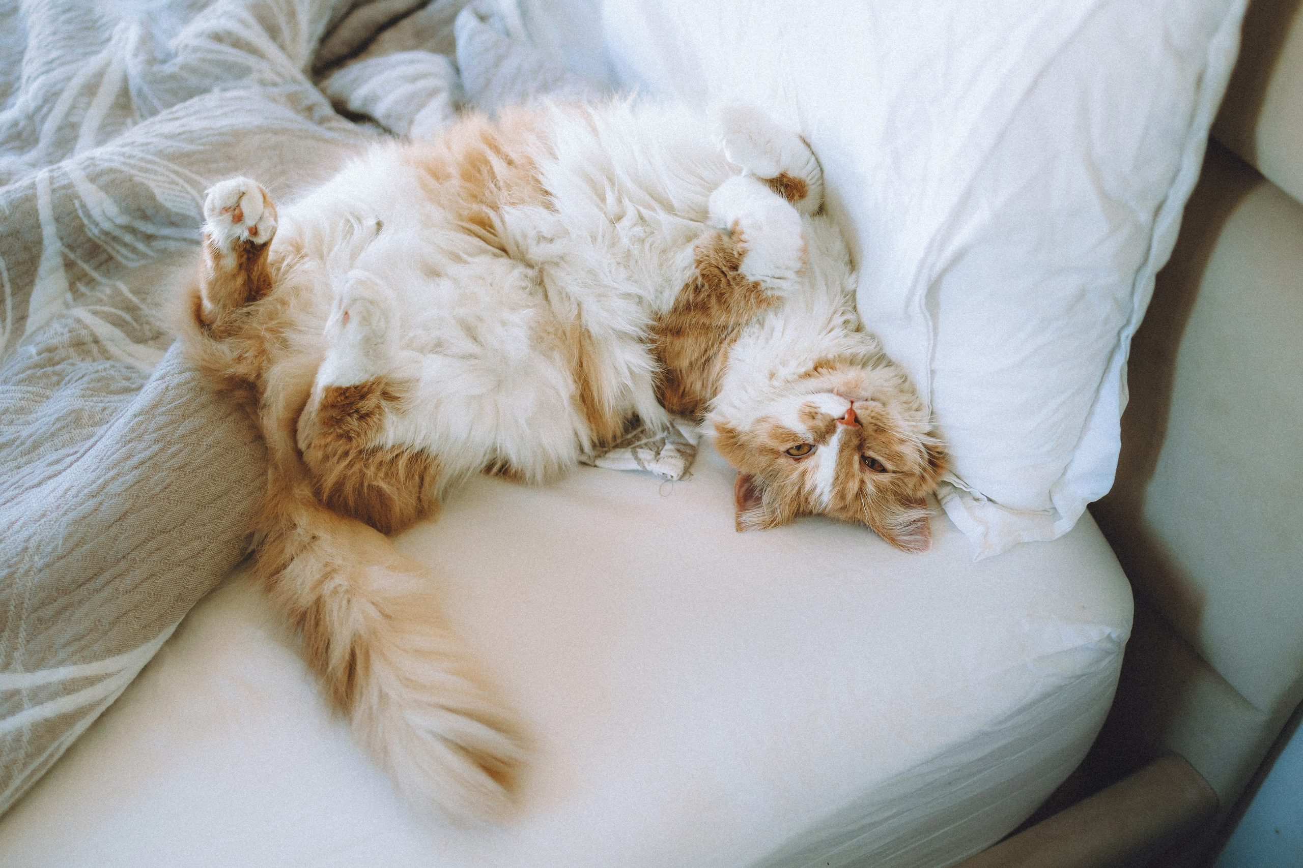 День Рождения Шу