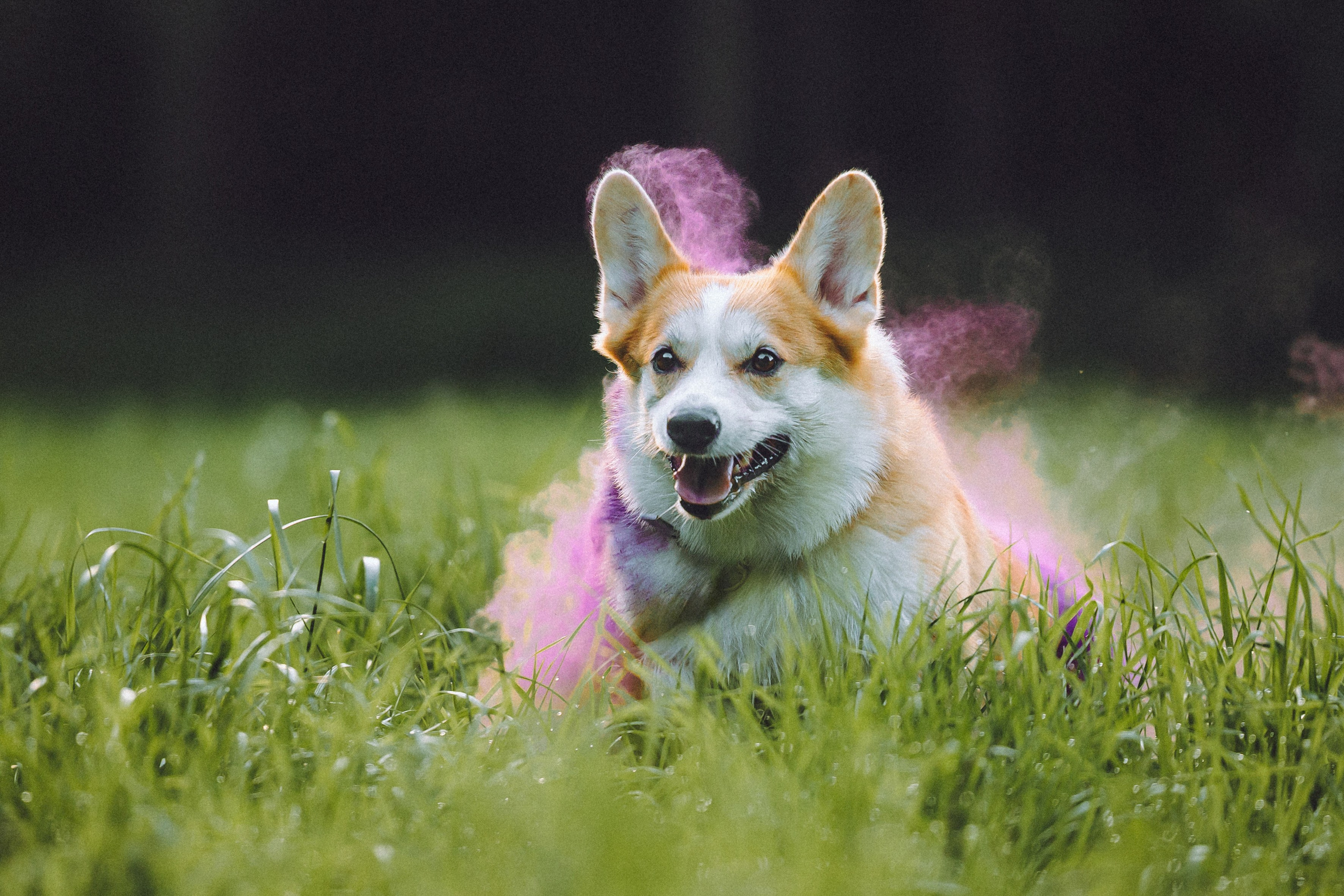 Пуговка и ее семья