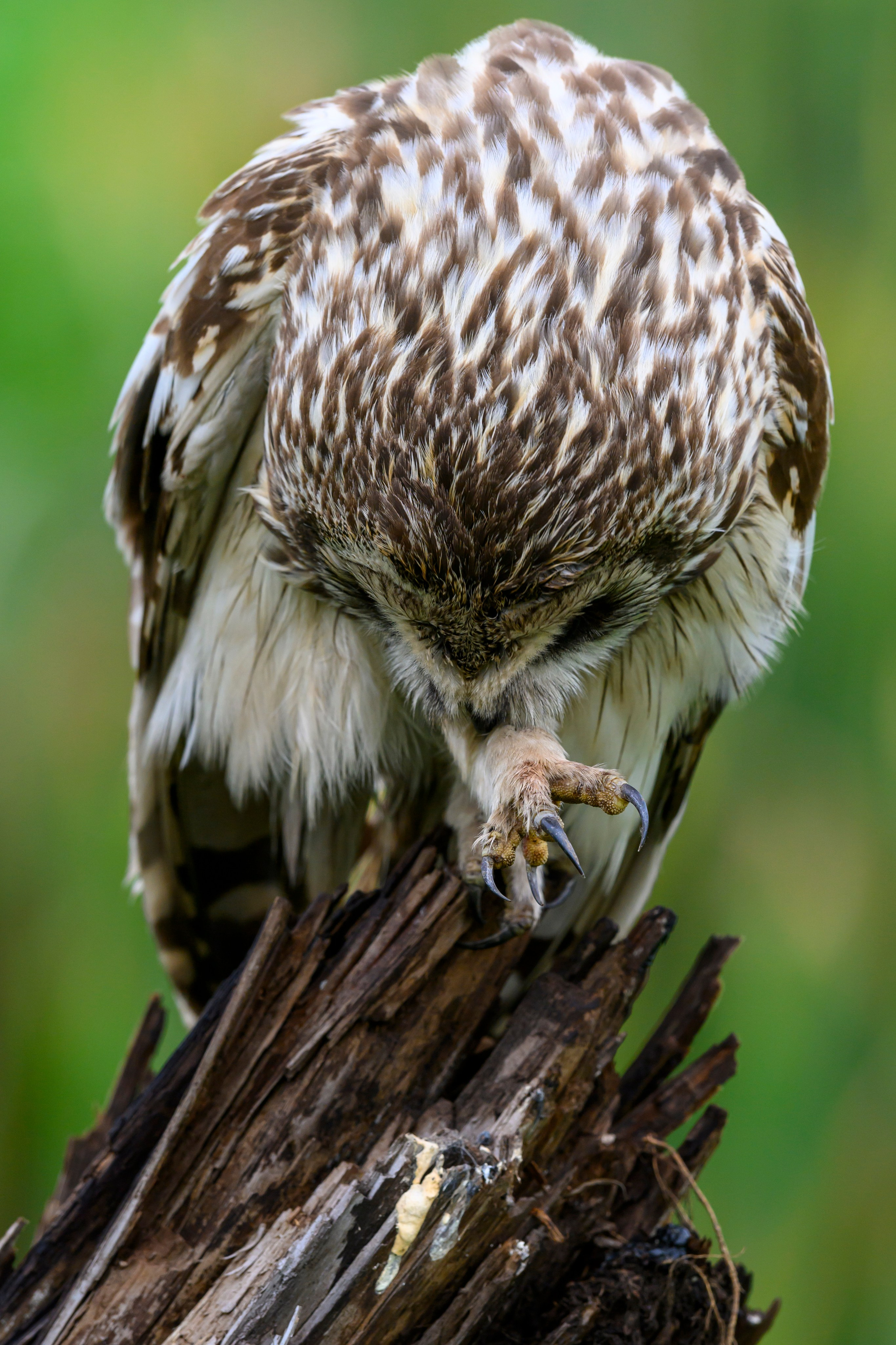Short eared owl. Wildlife photography by Sergey Puponin