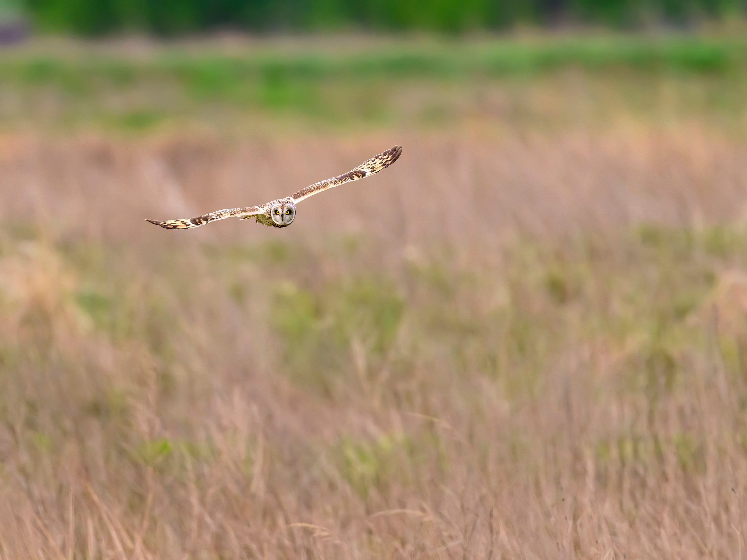 Охота болотных сов. Wildlife photography by Sergey Puponin