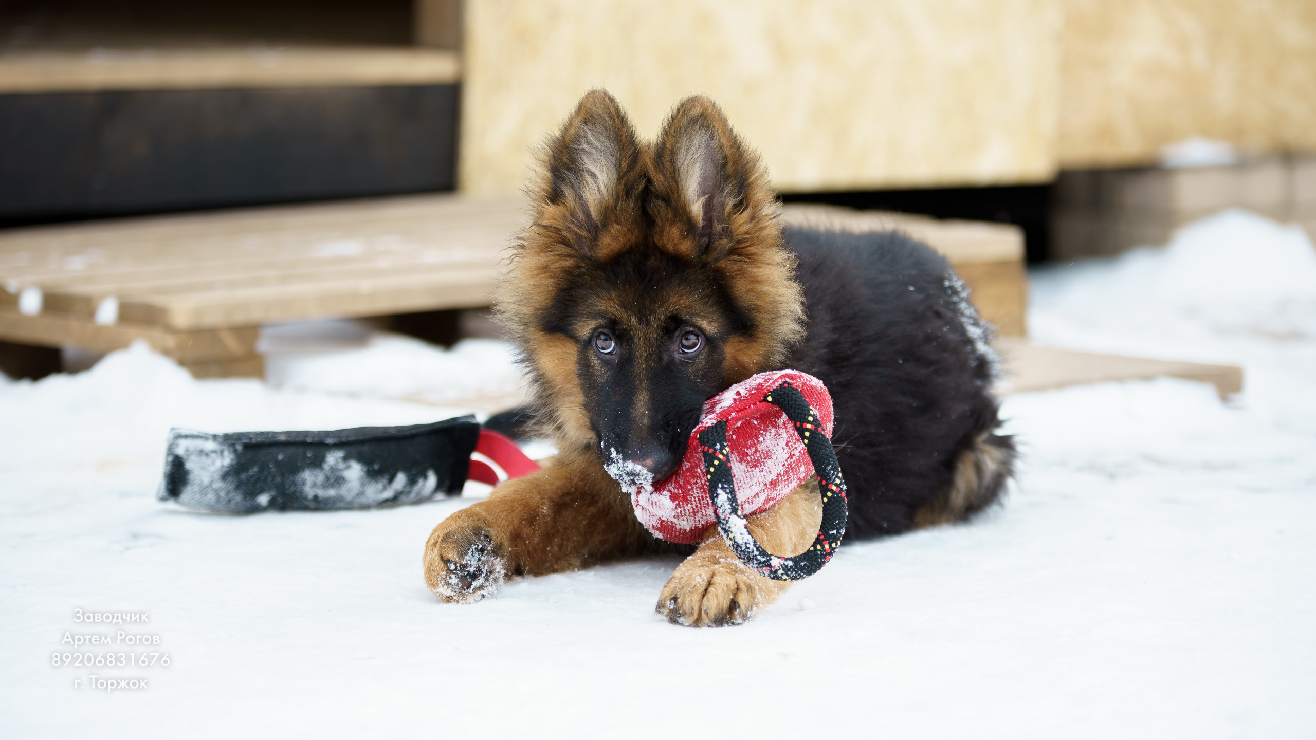 Восточноевропейские овчарки. Щенки овчарки. Фотограф животных в Торжке. Павленко Дмитрий фотограф и видеограф в Торжке