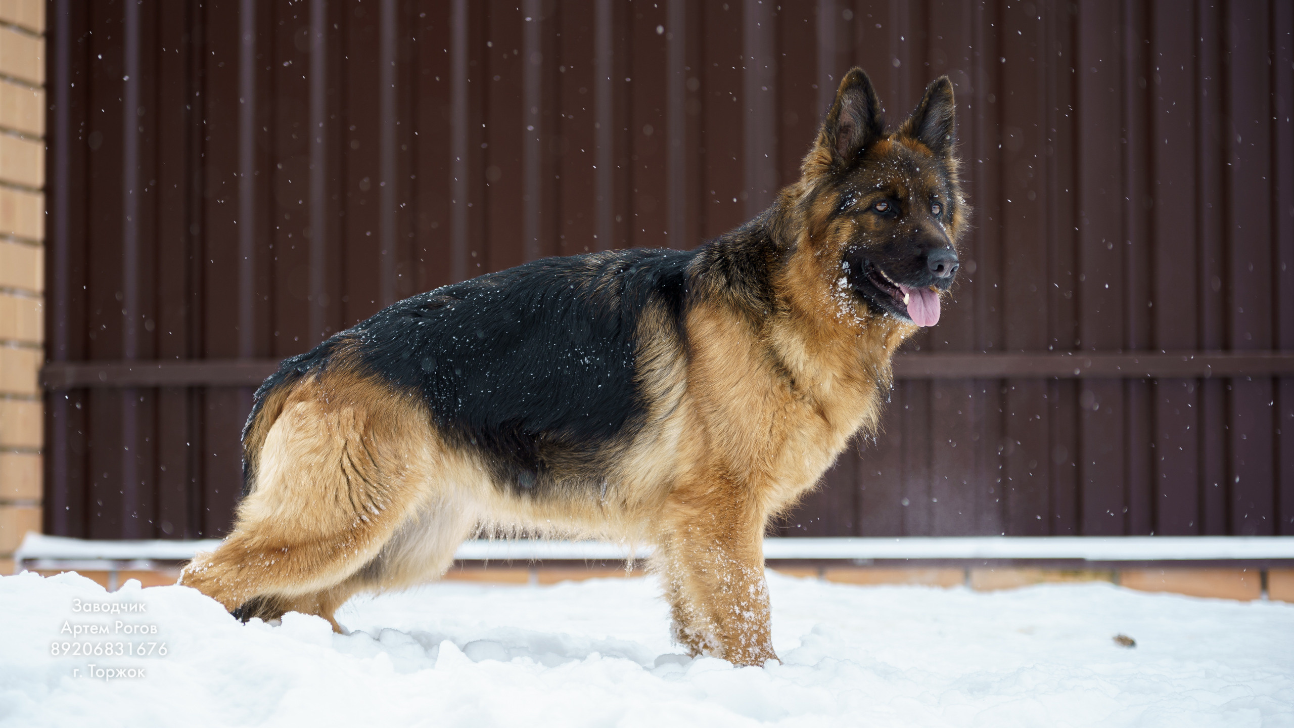 Восточноевропейские овчарки. Щенки овчарки. Фотограф животных в Торжке. Павленко Дмитрий фотограф и видеограф в Торжке