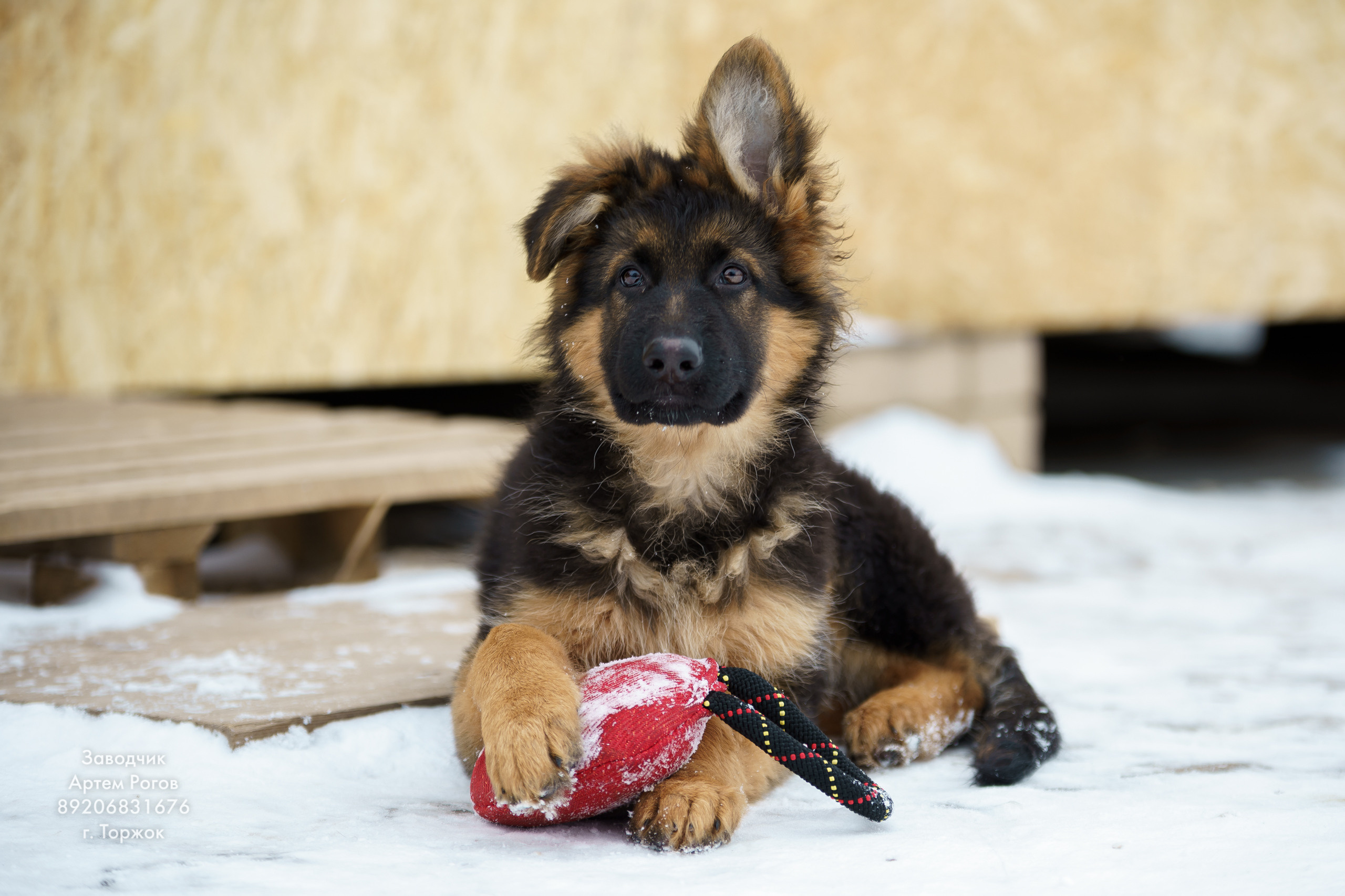 Восточноевропейские овчарки. Щенки овчарки. Фотограф животных в Торжке. Павленко Дмитрий фотограф и видеограф в Торжке