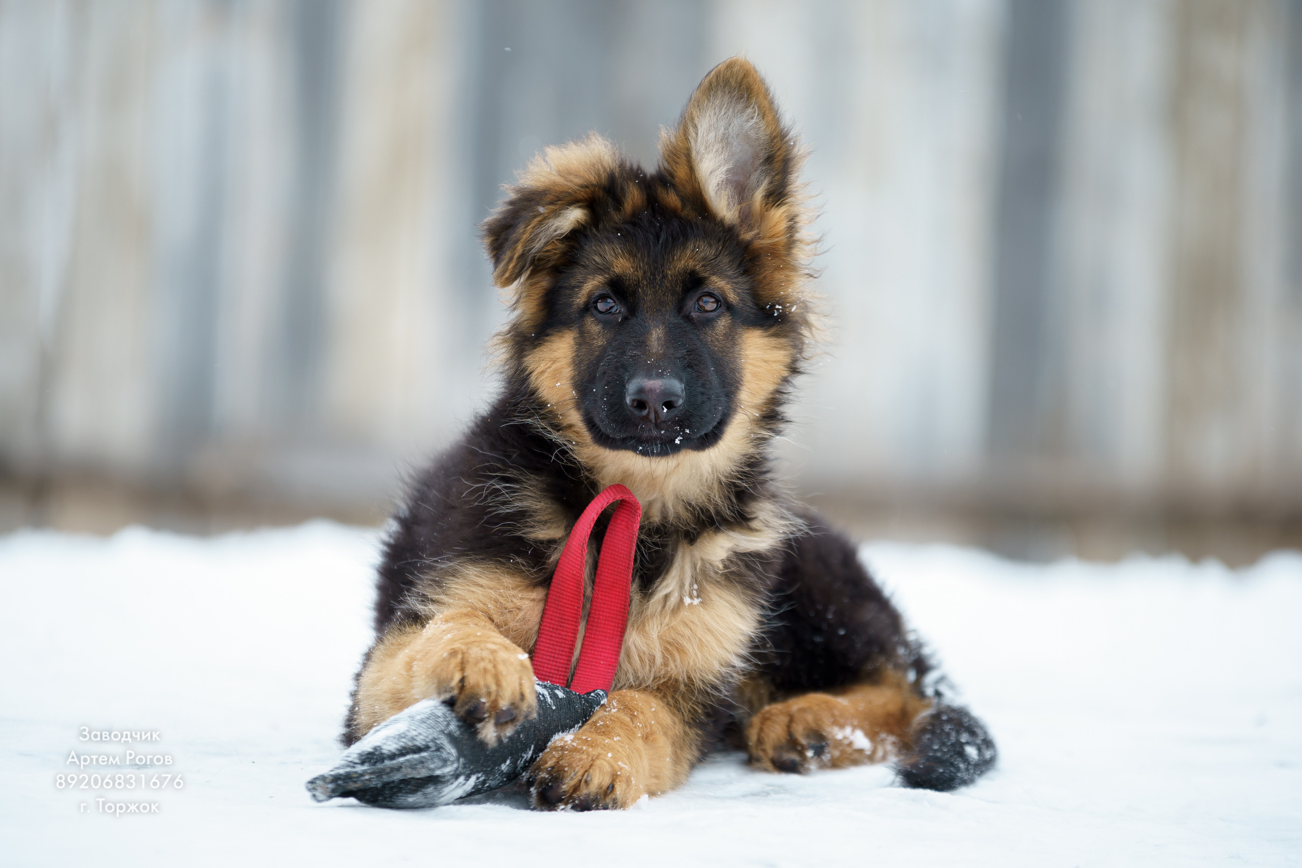Восточноевропейские овчарки. Щенки овчарки. Фотограф животных в Торжке. Павленко Дмитрий фотограф и видеограф в Торжке