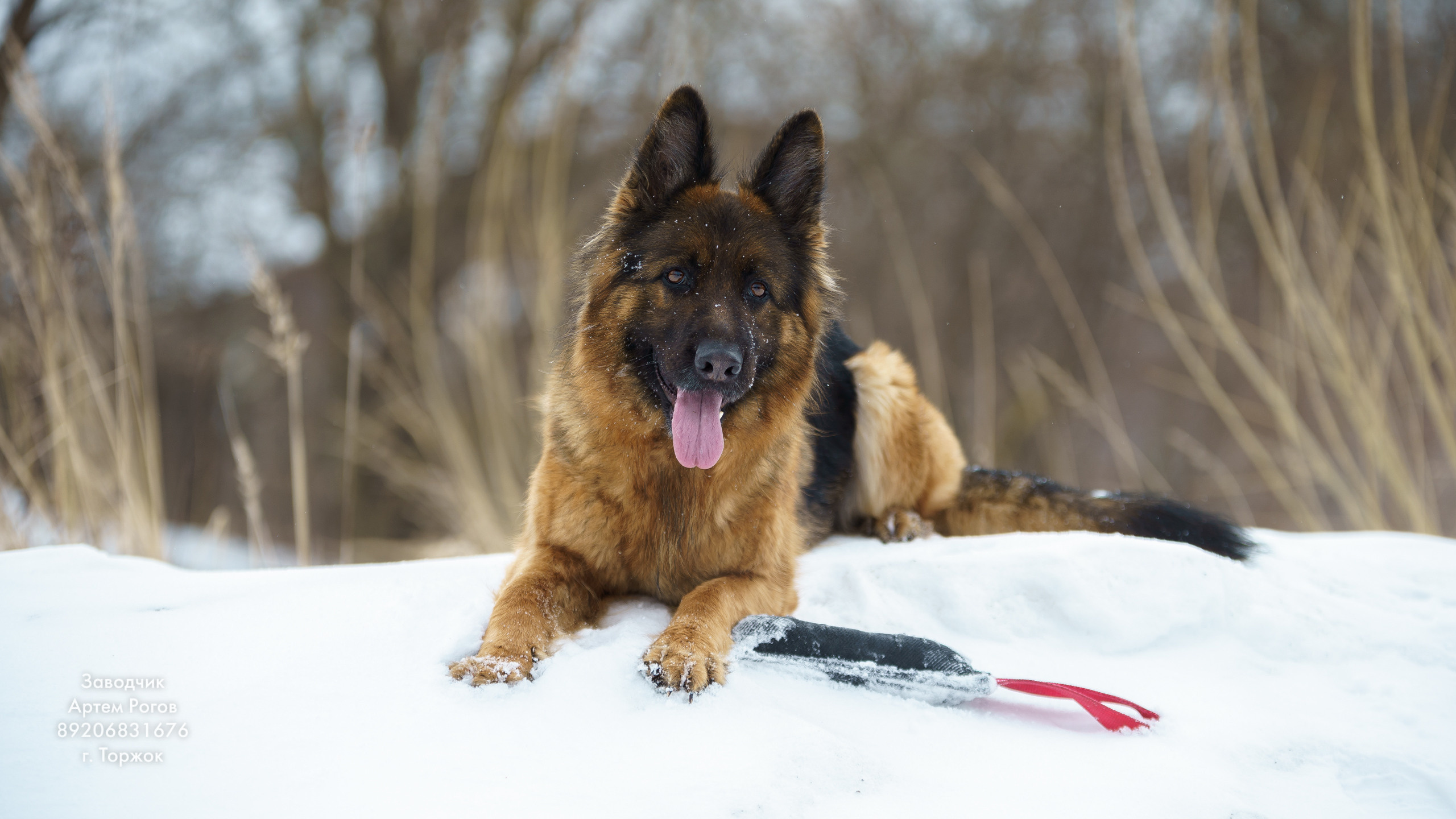 Восточноевропейские овчарки. Щенки овчарки. Фотограф животных в Торжке. Павленко Дмитрий фотограф и видеограф в Торжке