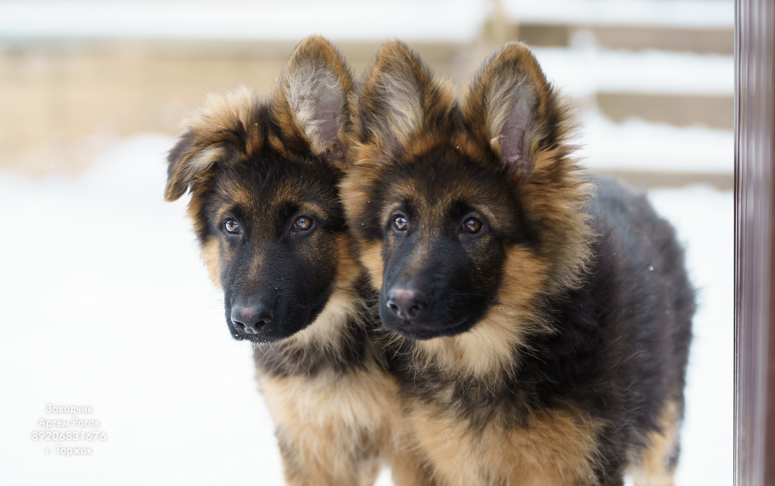 Восточноевропейские овчарки. Щенки овчарки. Фотограф животных в Торжке. Павленко Дмитрий фотограф и видеограф в Торжке