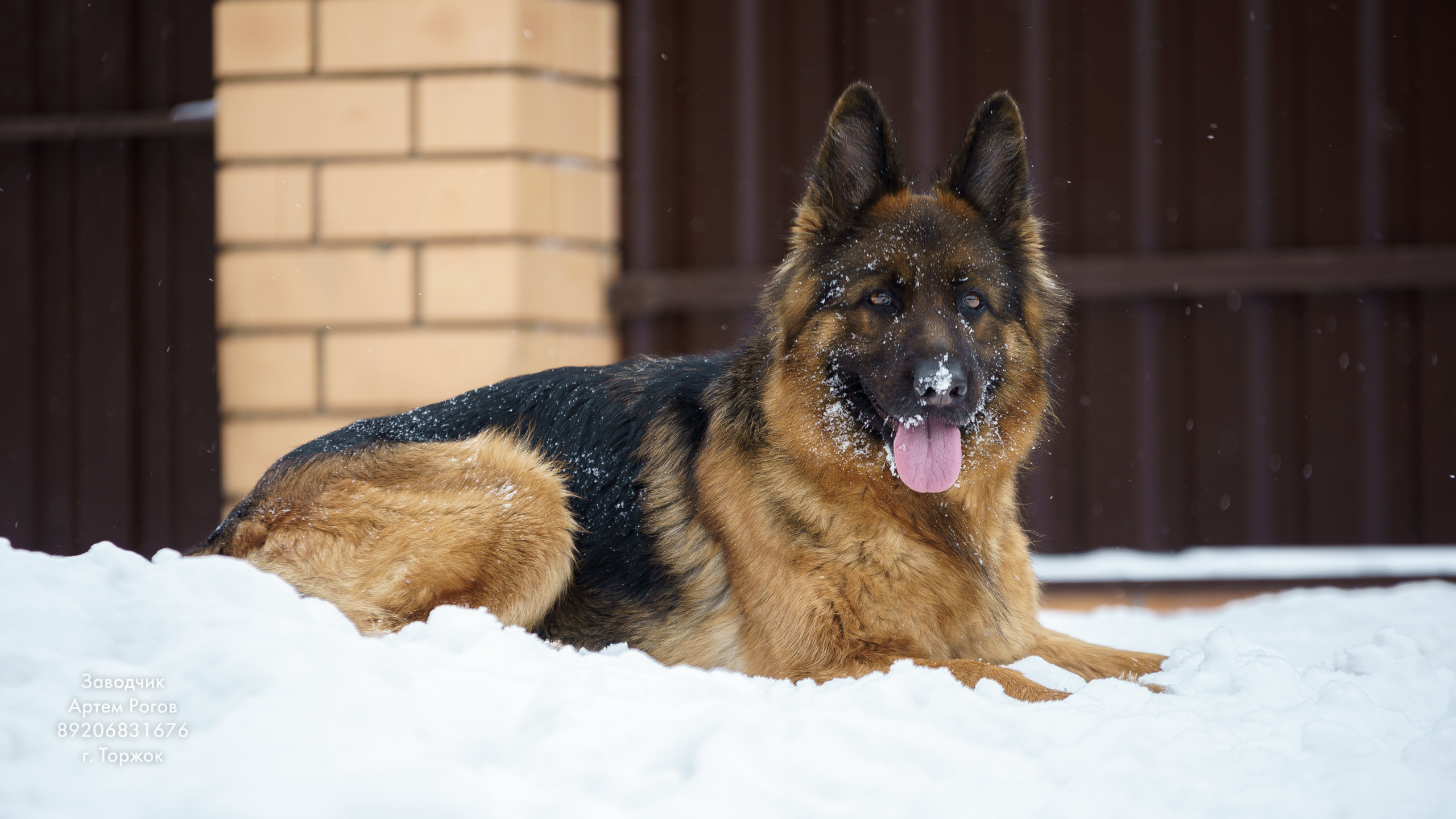 Восточноевропейские овчарки. Щенки овчарки. Фотограф животных в Торжке. Павленко Дмитрий фотограф и видеограф в Торжке