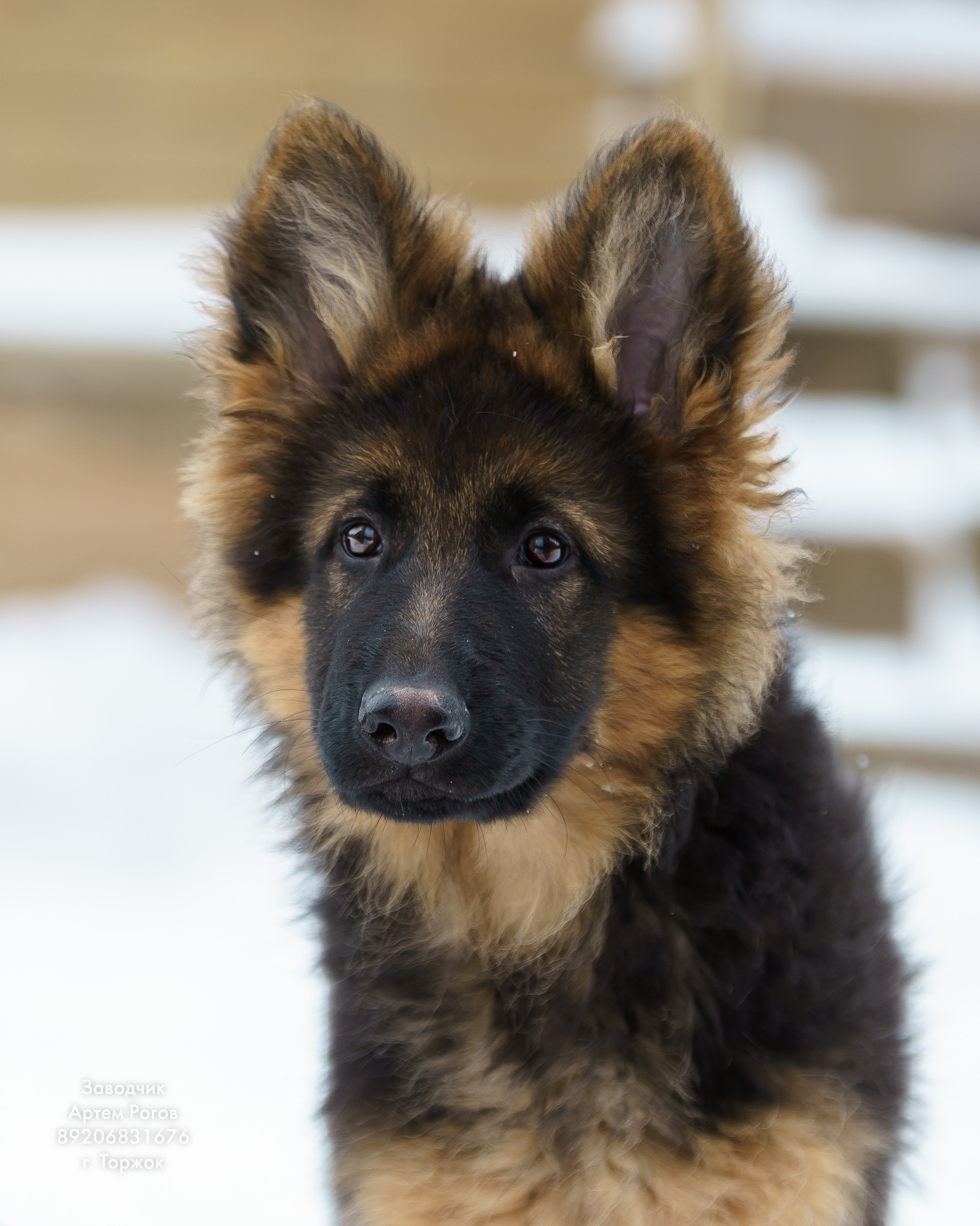 Восточноевропейские овчарки. Щенки овчарки. Фотограф животных в Торжке. Павленко Дмитрий фотограф и видеограф в Торжке