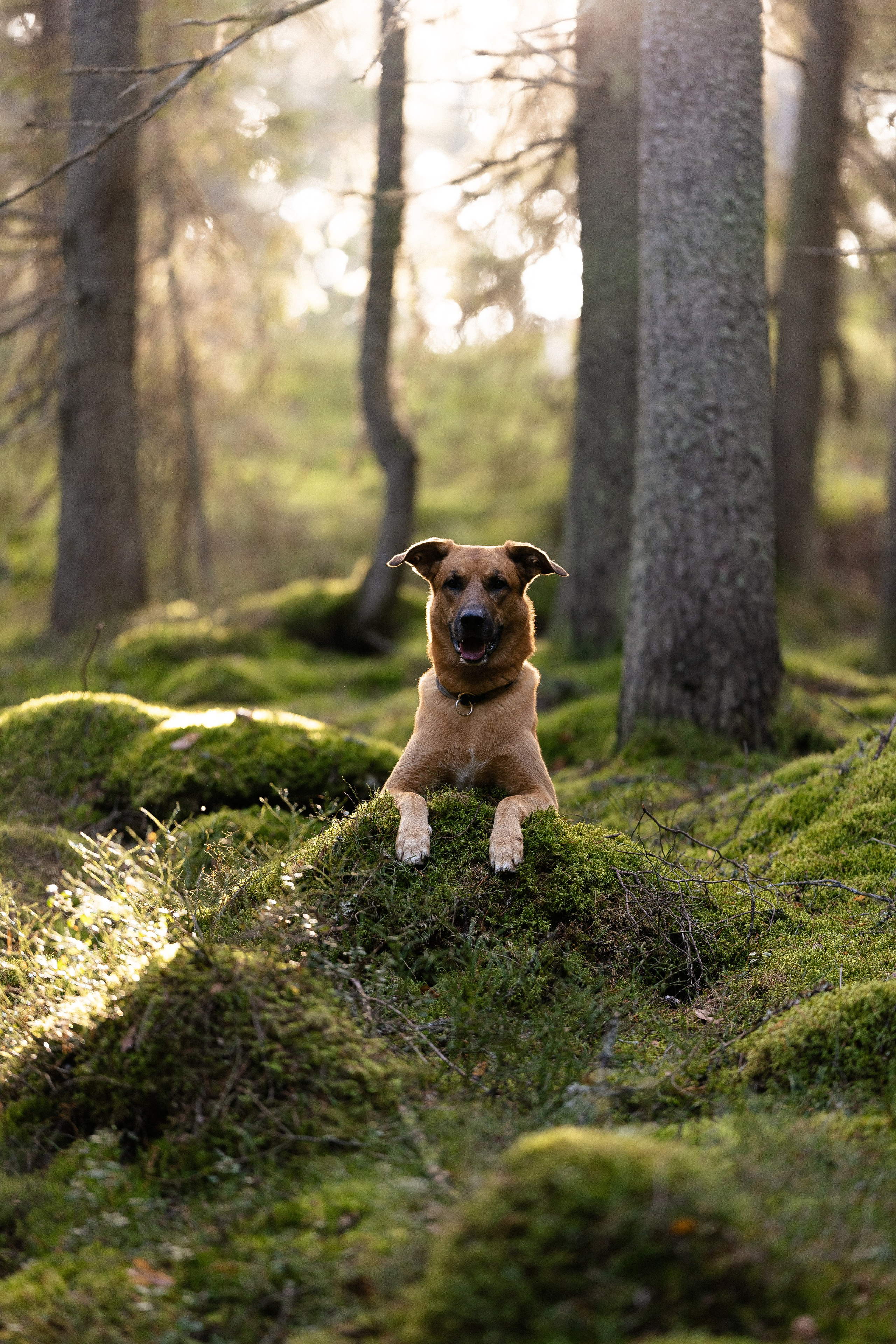 Karelia. Фотограф и видеограф анималист Аганина Дарья