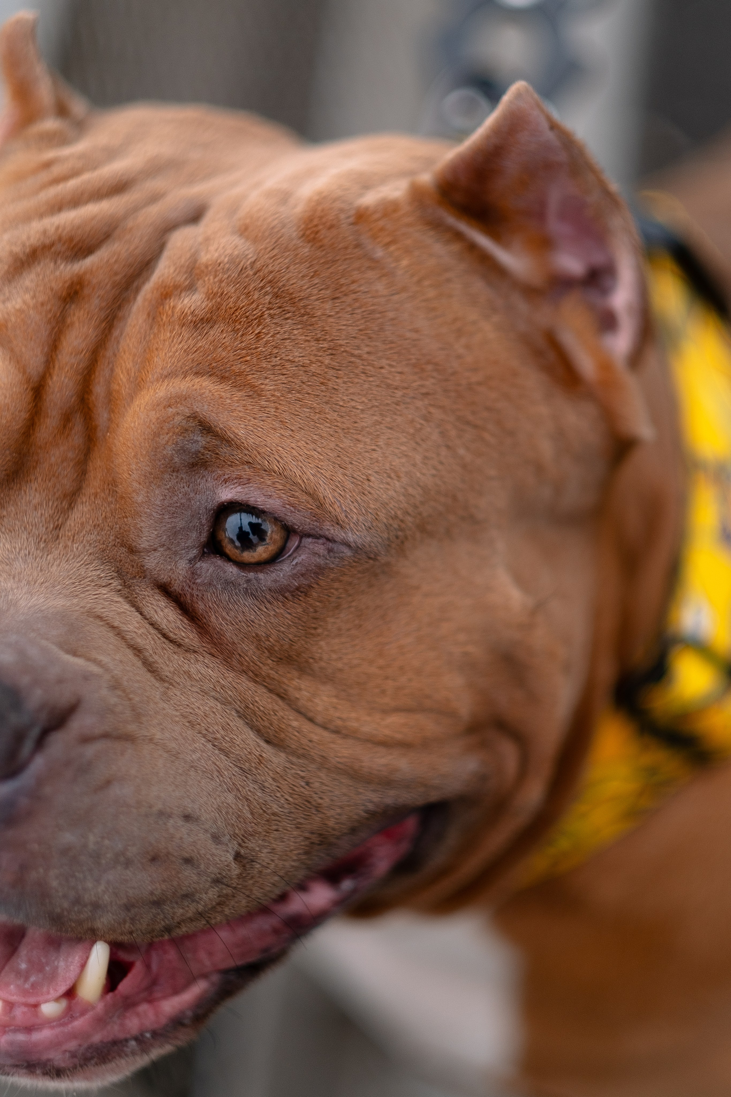 Спай и его семья. Фотограф и видеограф анималист Аганина Дарья