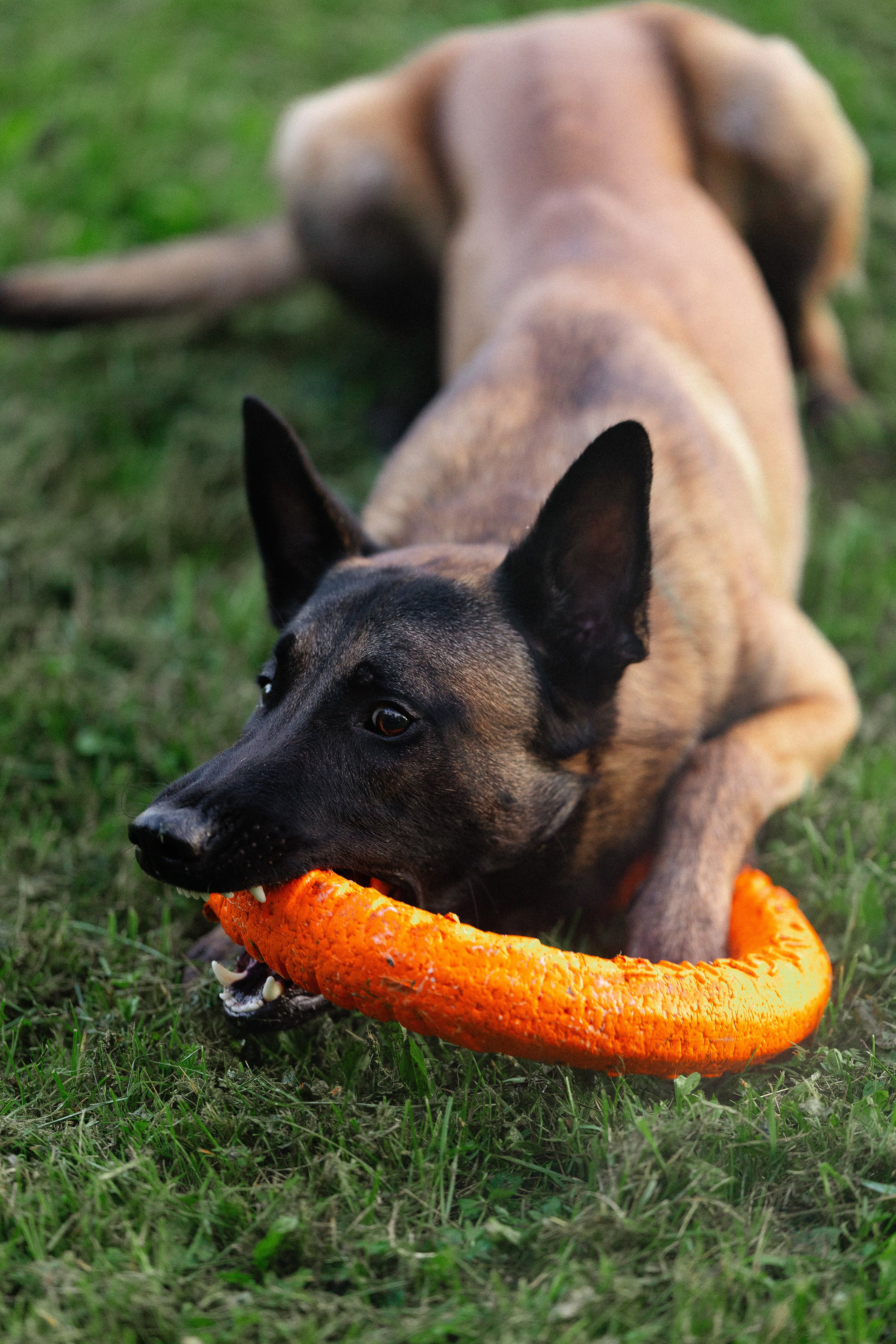 Галина и Кодекс. Фотограф и видеограф анималист Аганина Дарья