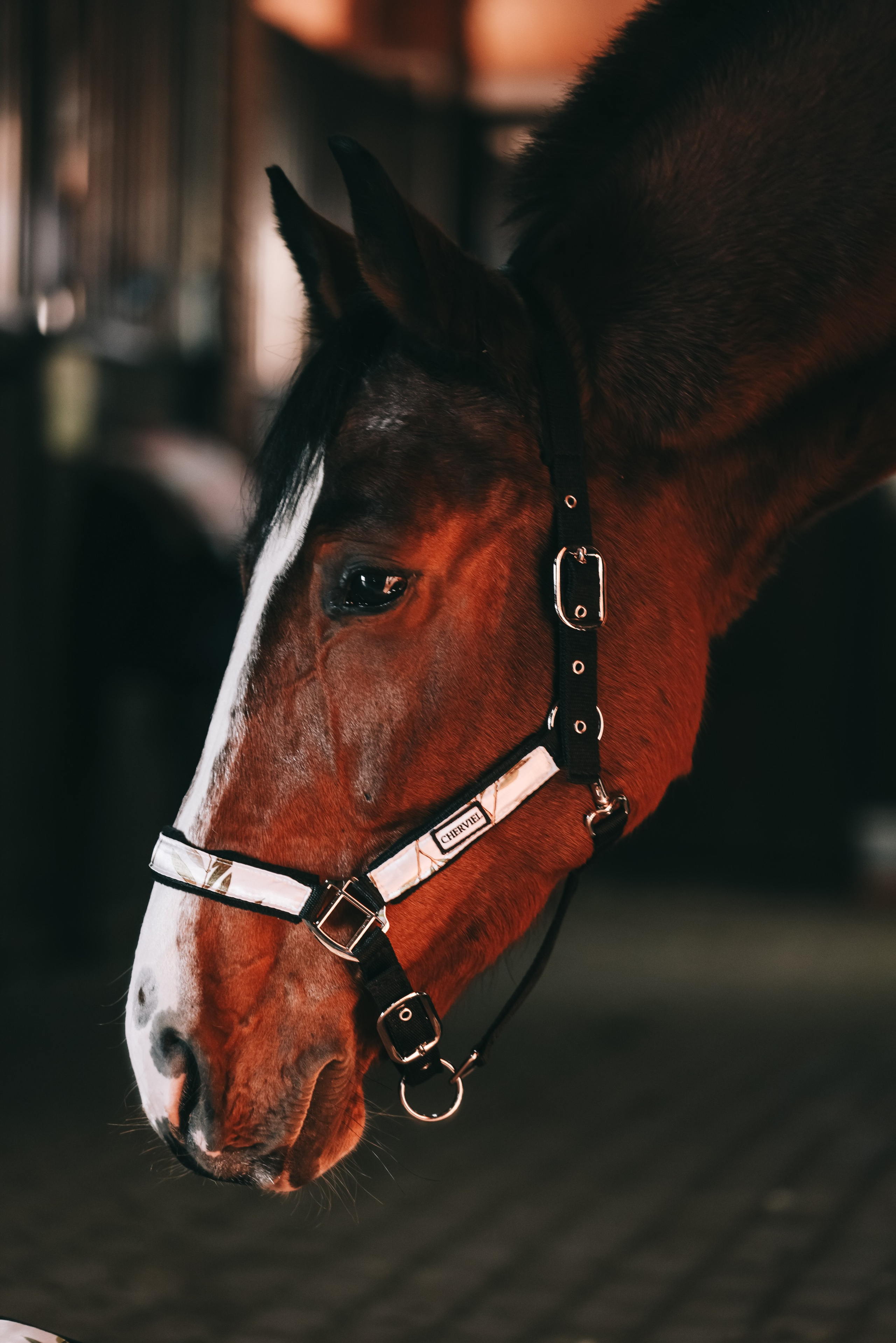 КСК Ждановское фотосессия. Фотосессии с лошадьми