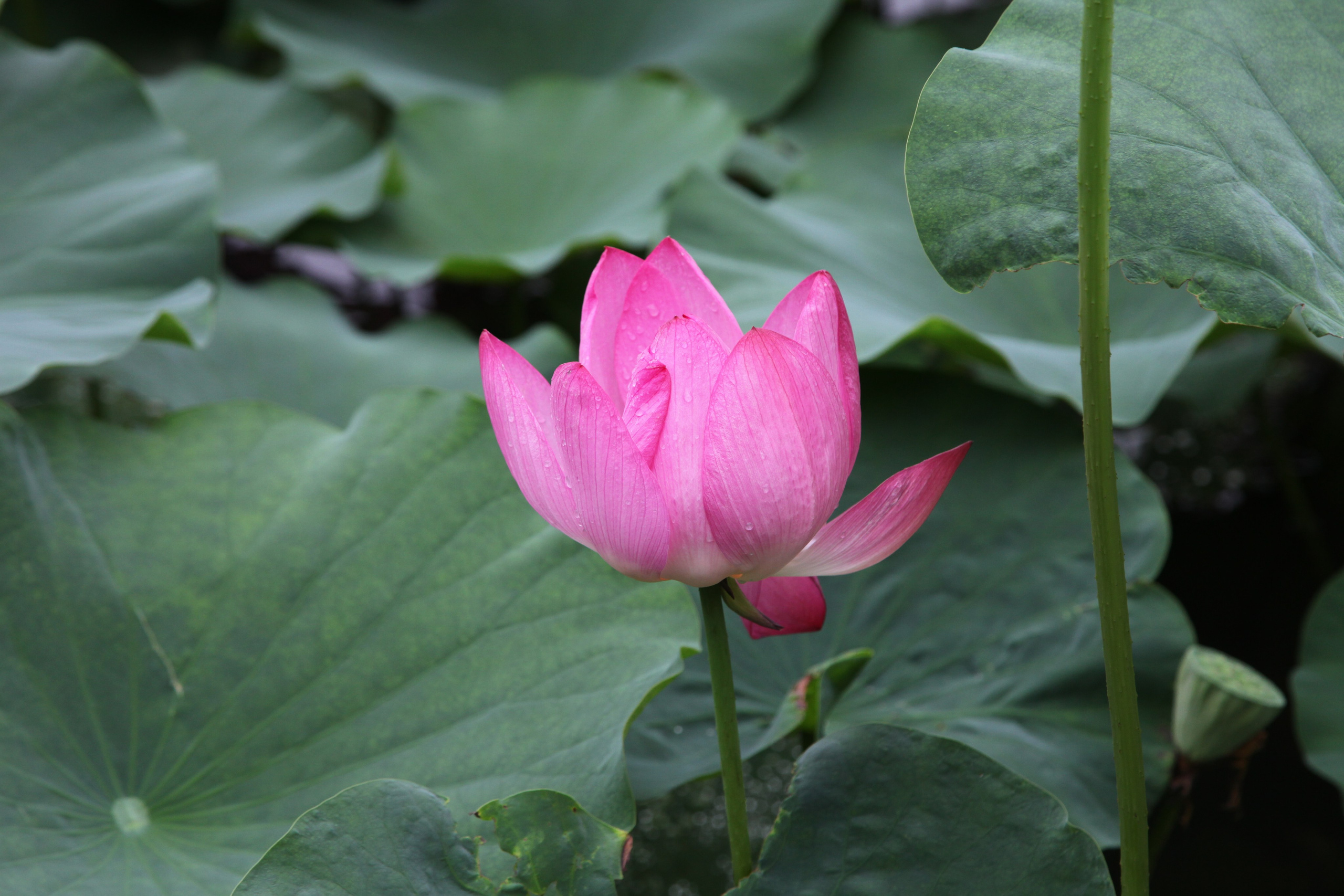 Фото Цветов. Студия Максима Белослюдцева