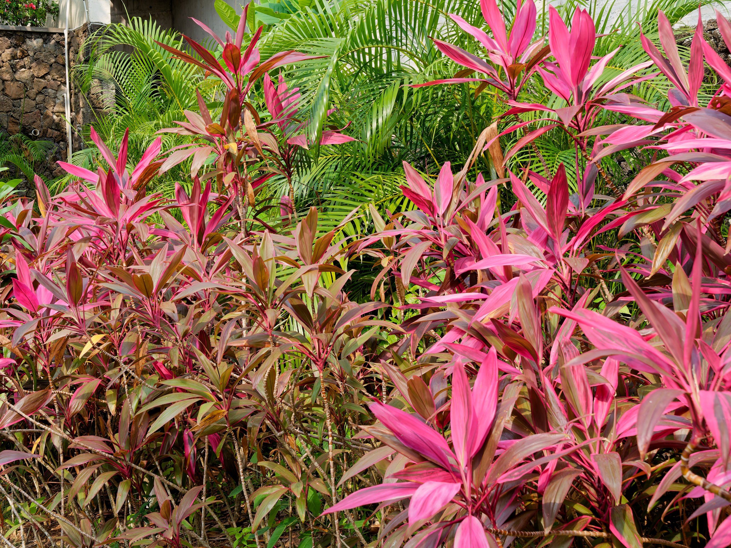 Хайнань 2026, флора, цветы и деревья. Фотопрогулки по Миру