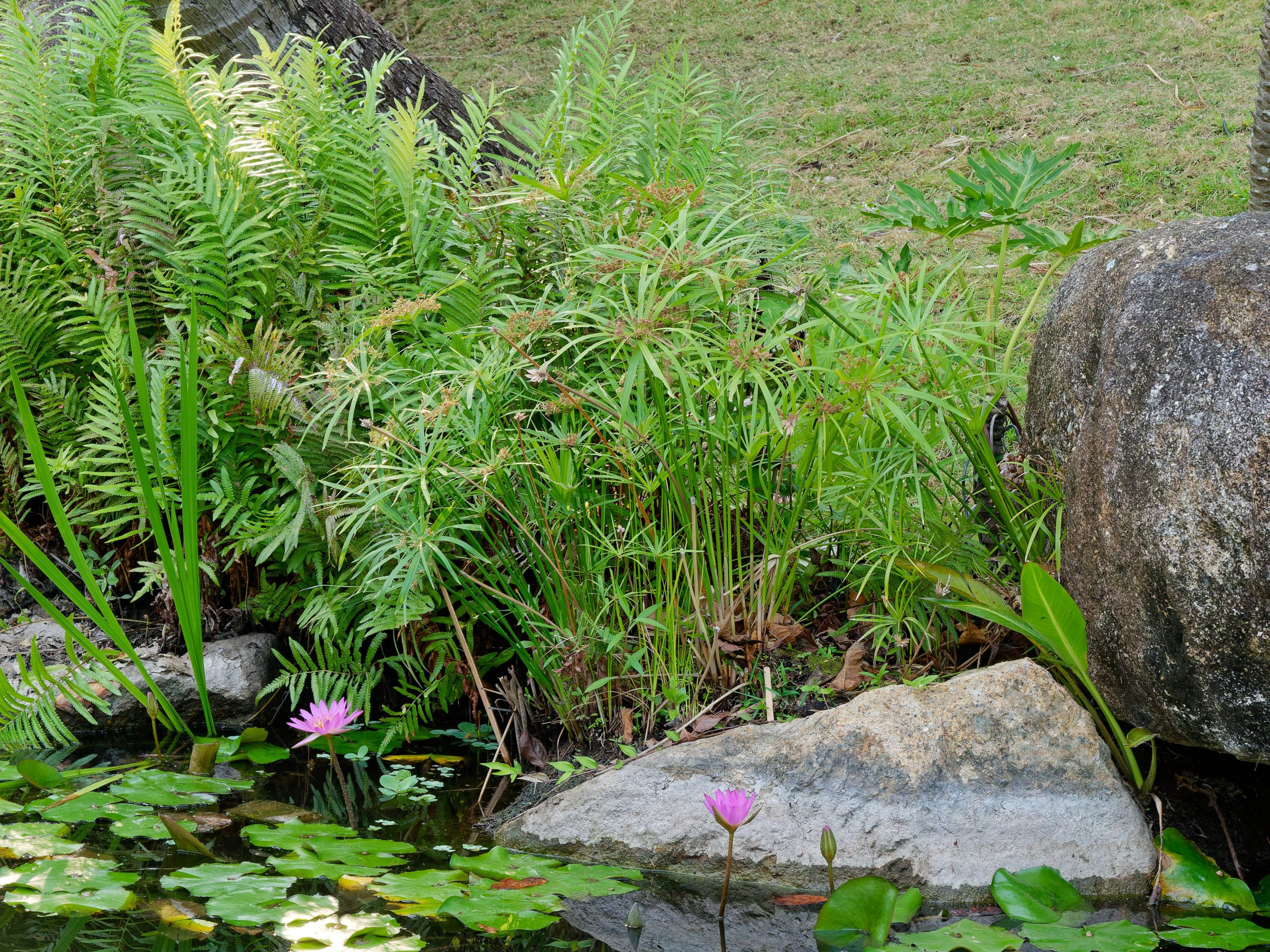 Хайнань 2026, флора, цветы и деревья. Фотопрогулки по Миру