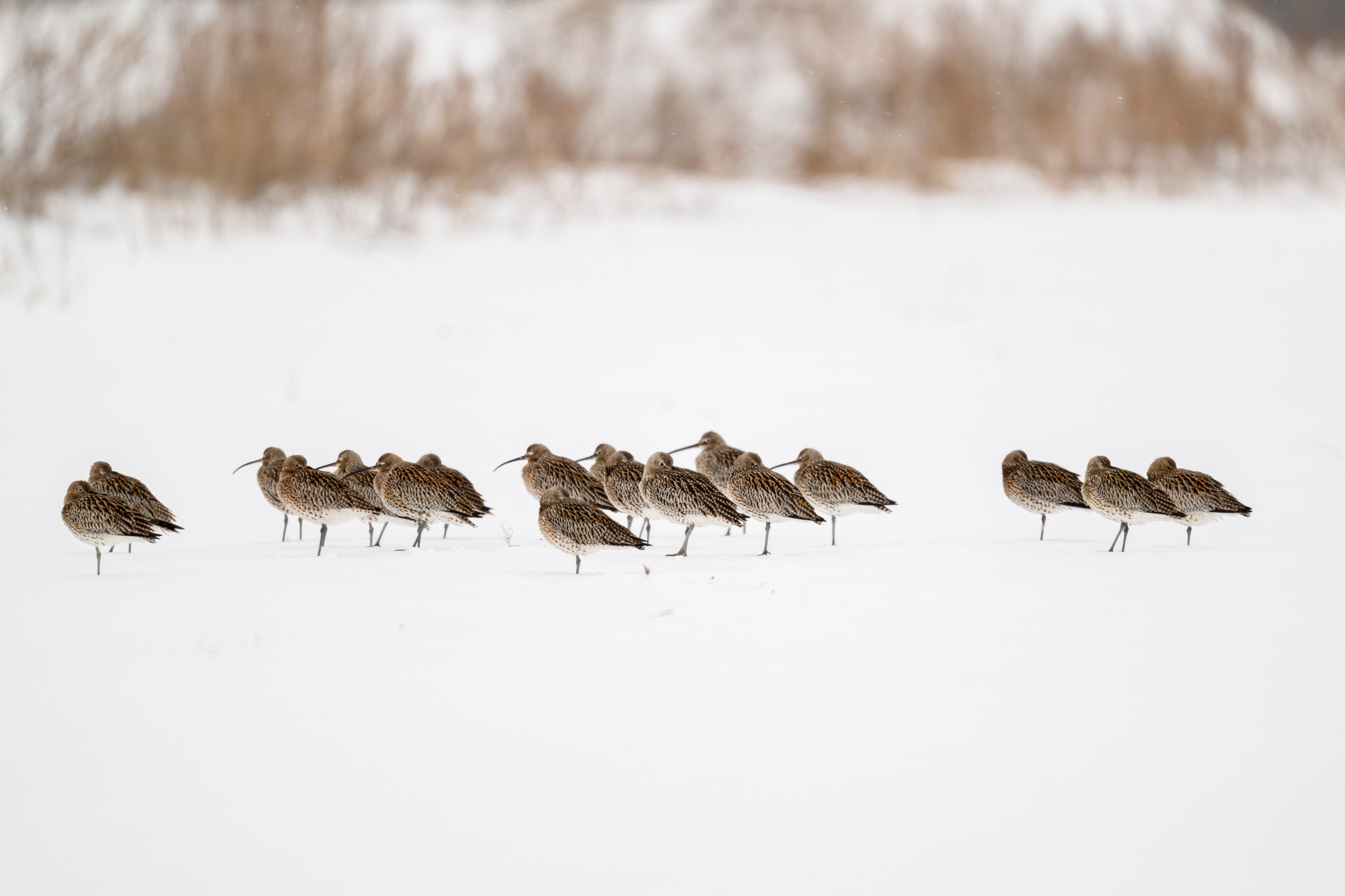 Большой кроншнеп. Фотограф Сергей Пупонин
