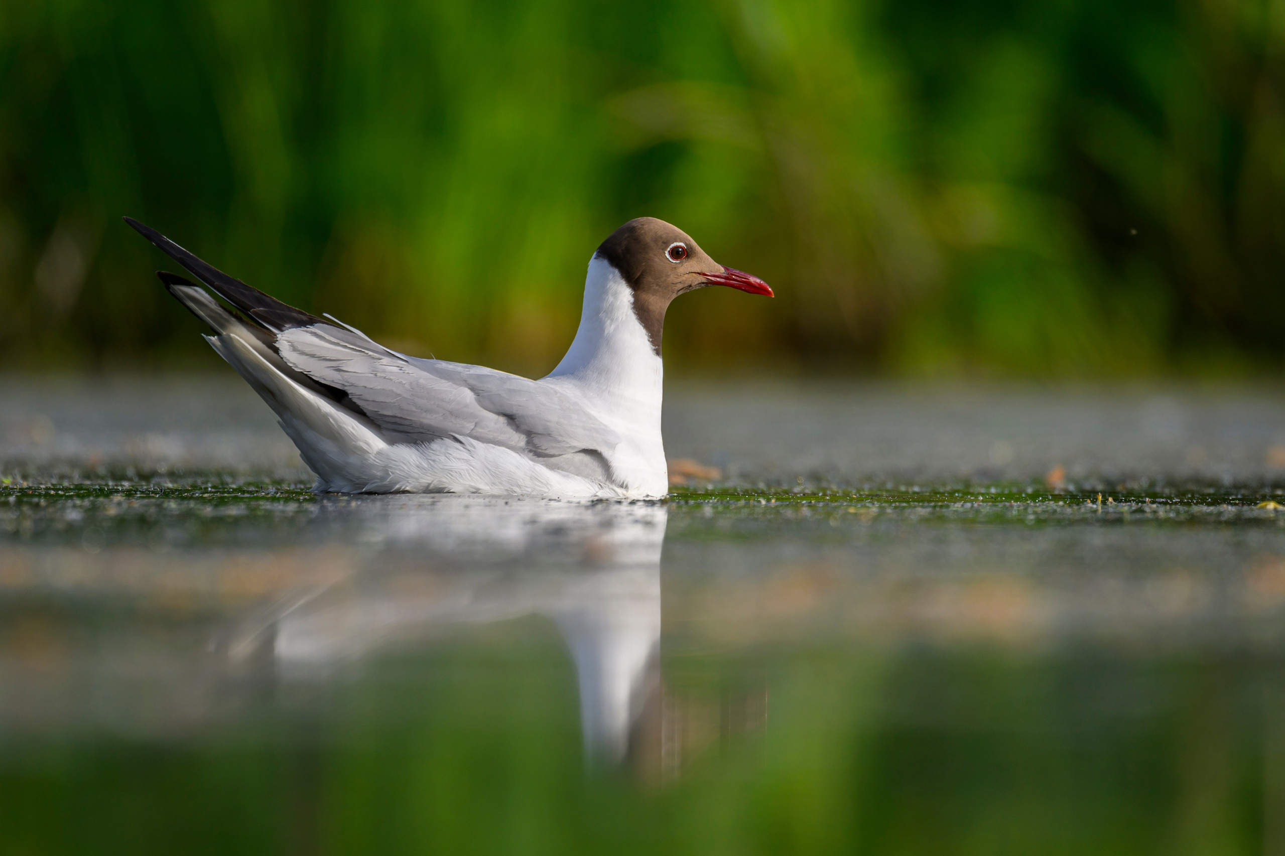 На болоте. Wildlife photography by Sergey Puponin