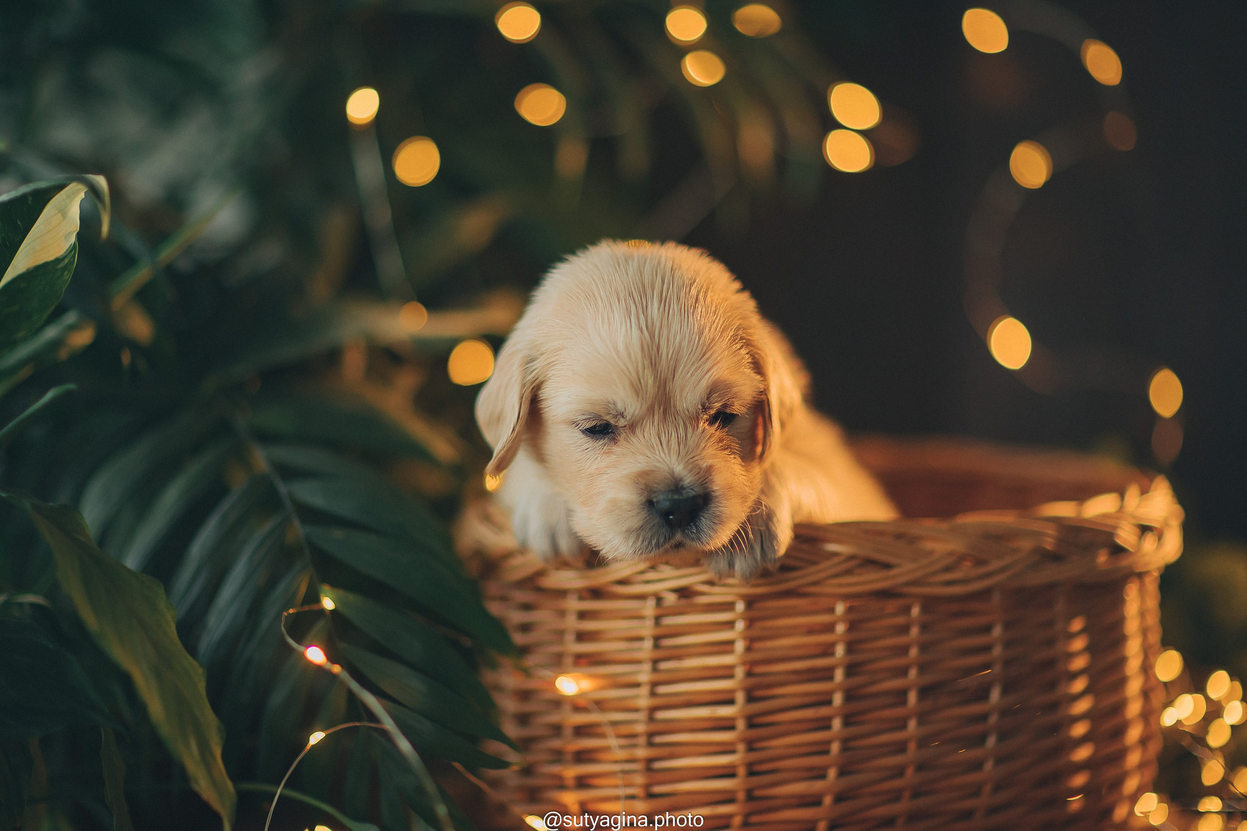 Серая лента. Свадебный и женский фотограф