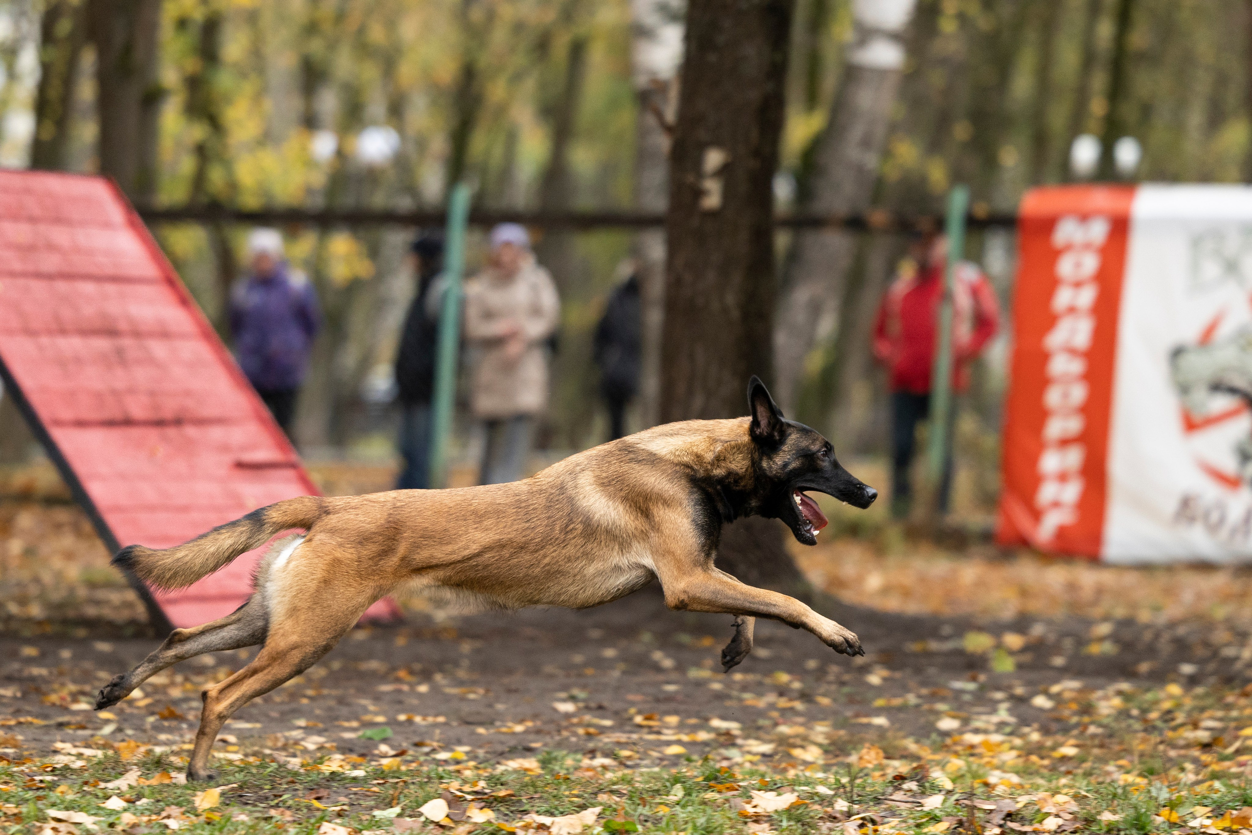 Соревнования по Мондьорингу г. Вологда. Фотограф-анималист Анна Маринич