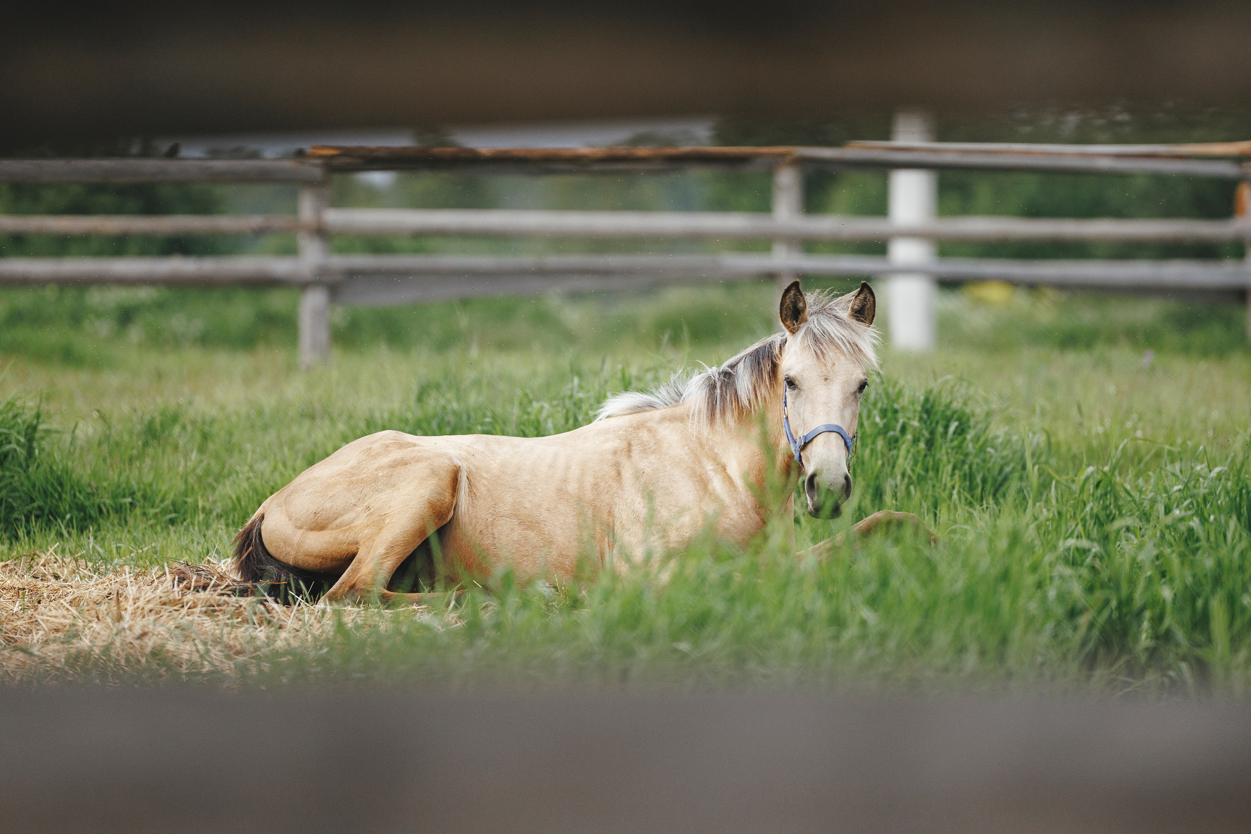 Керро поле. Фотограф-анималист Анна Маринич