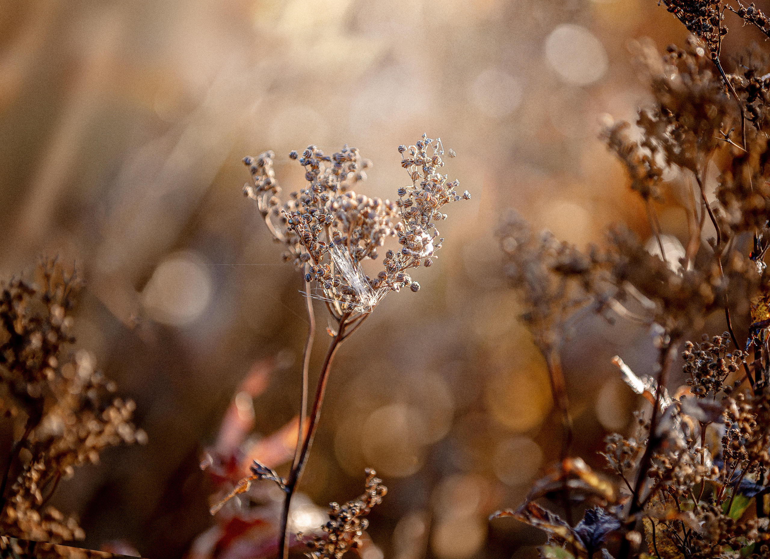 Ягодки, цветочки и все такое для души…. Фотограф — путешественник Светлана Романовская