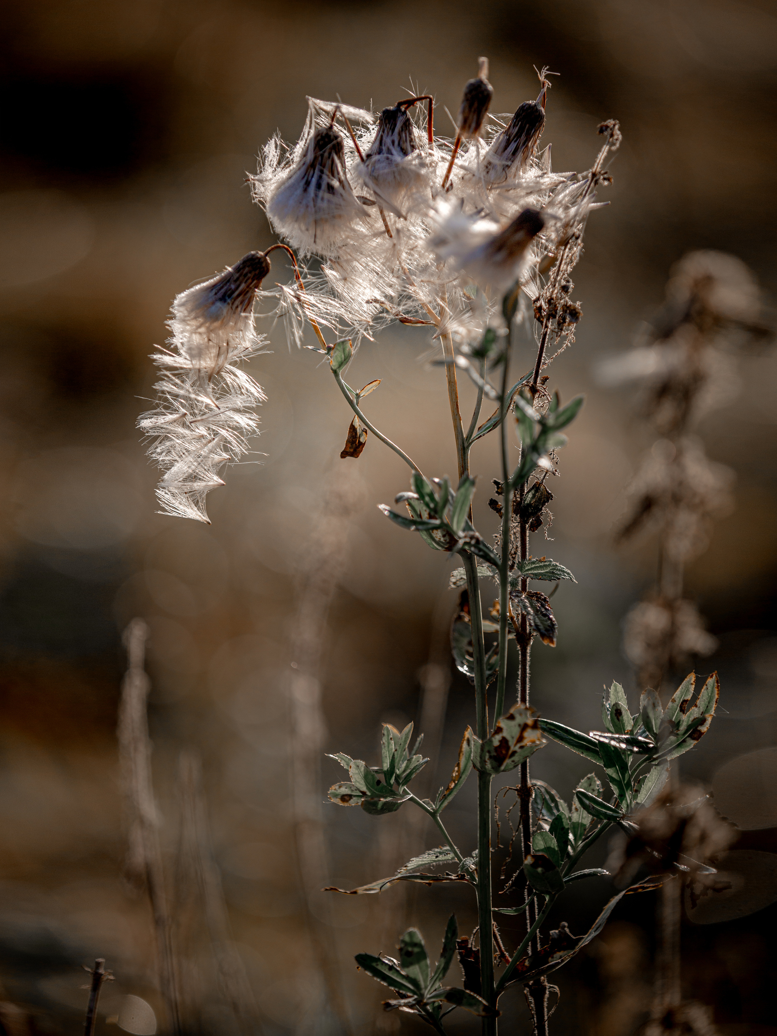 Ягодки, цветочки и все такое для души…. Фотограф — путешественник Светлана Романовская