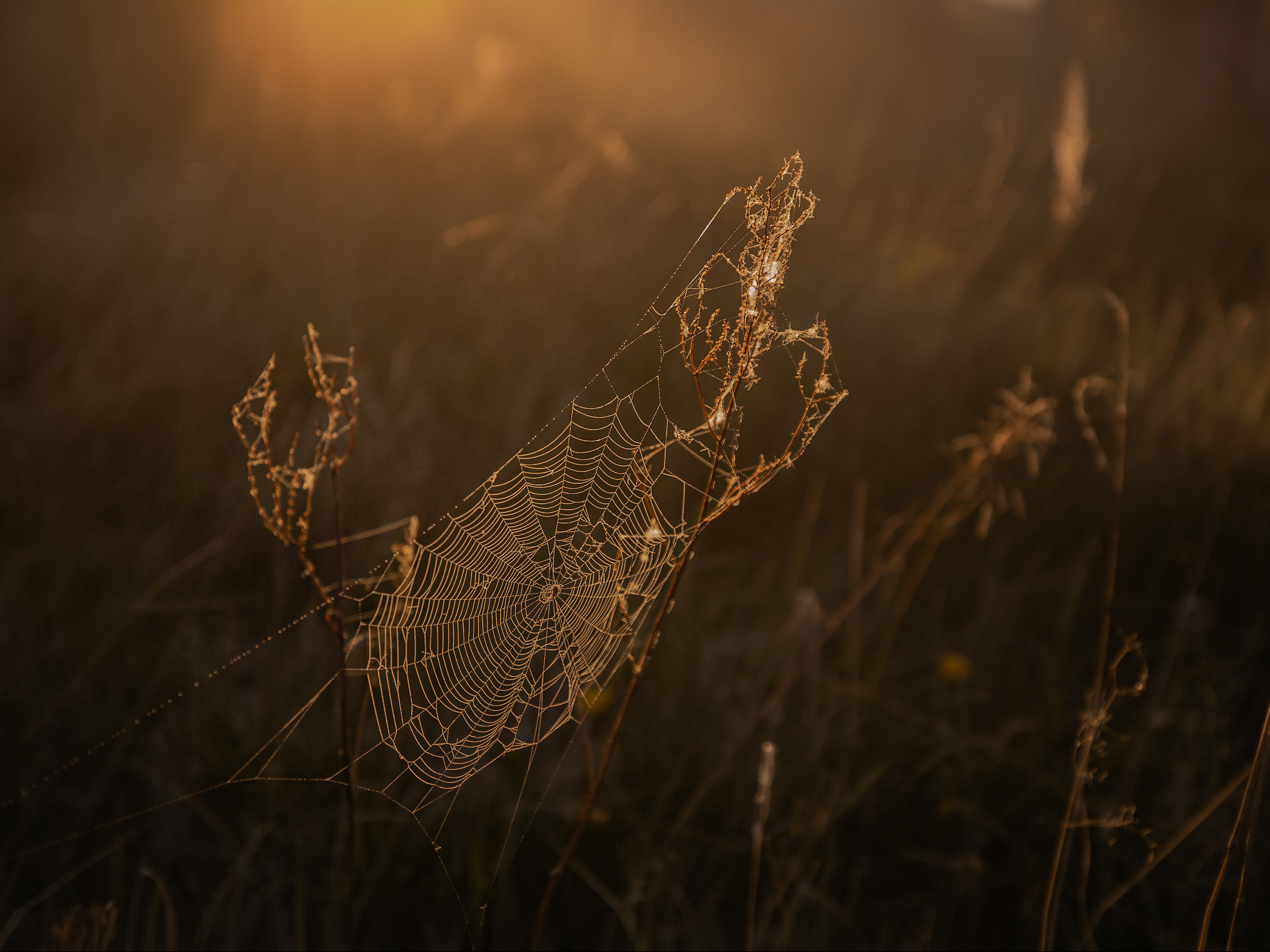 Ягодки, цветочки и все такое для души…. Фотограф — путешественник Светлана Романовская