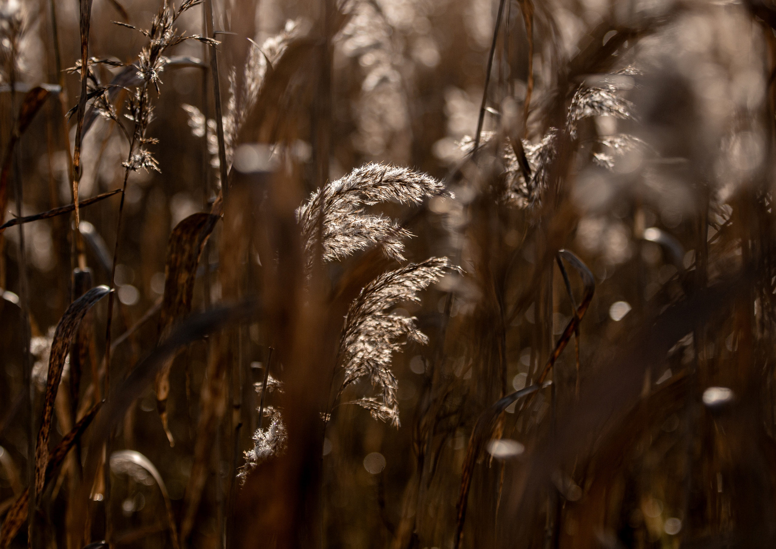 Ягодки, цветочки и все такое для души…. Фотограф — путешественник Светлана Романовская
