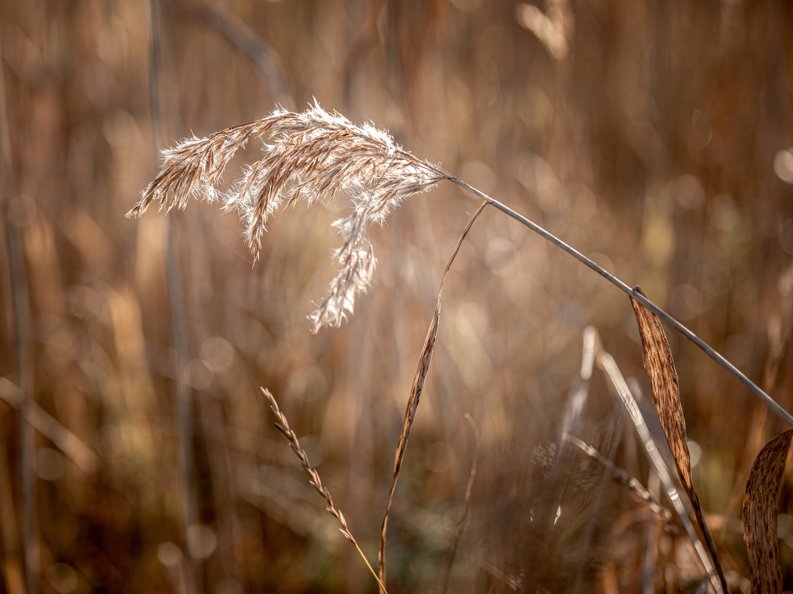 Ягодки, цветочки и все такое для души…. Фотограф — путешественник Светлана Романовская