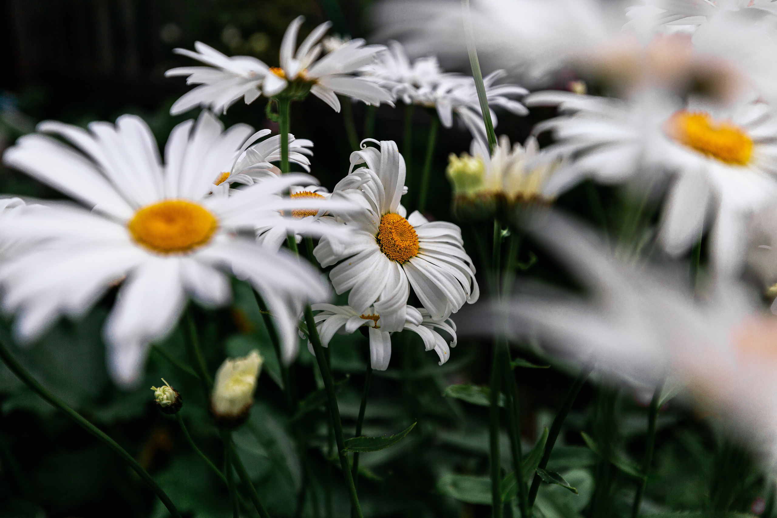 Ягодки, цветочки и все такое для души…. Фотограф — путешественник Светлана Романовская