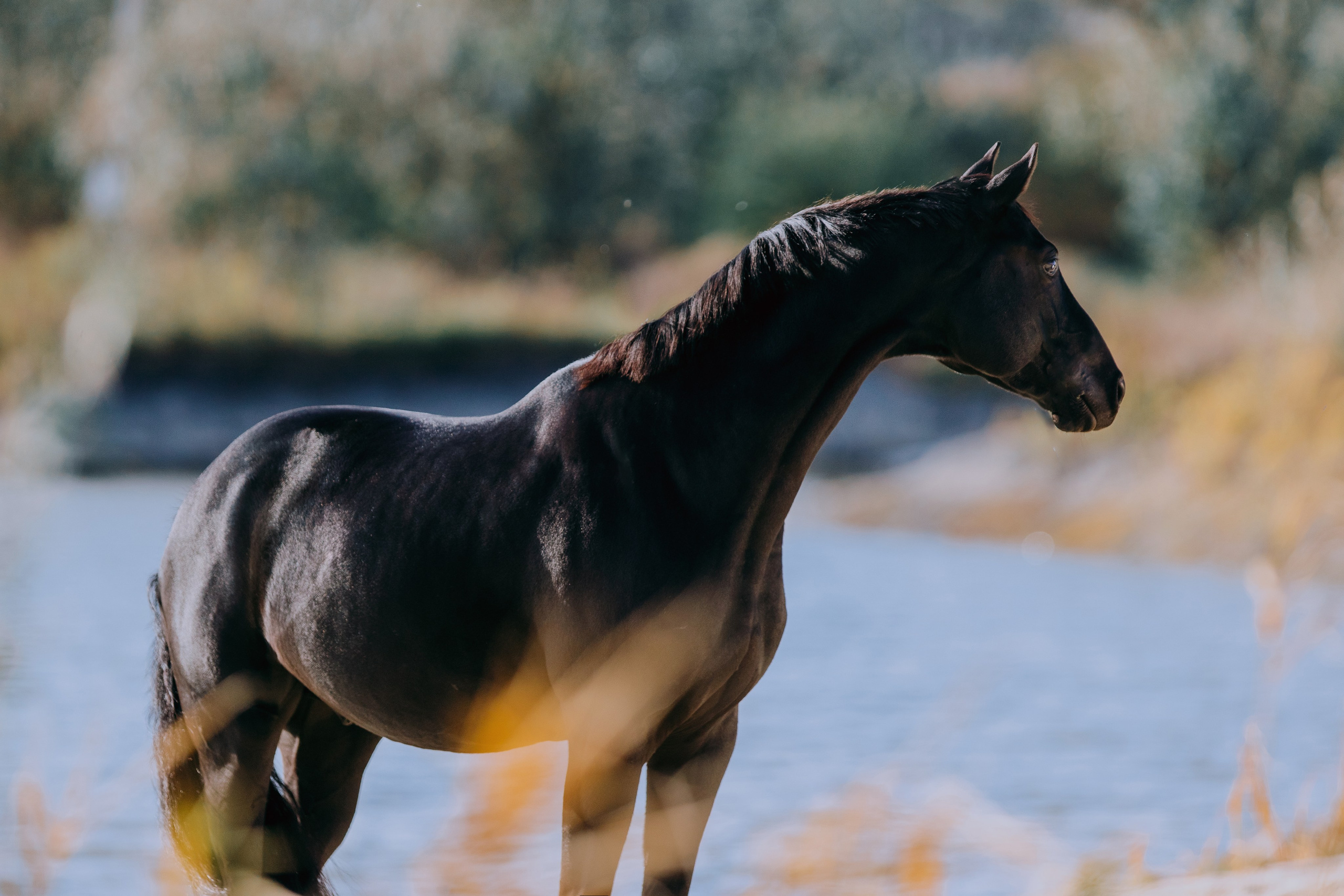 На природе. Фотограф-анималист Ксендзова Кристина