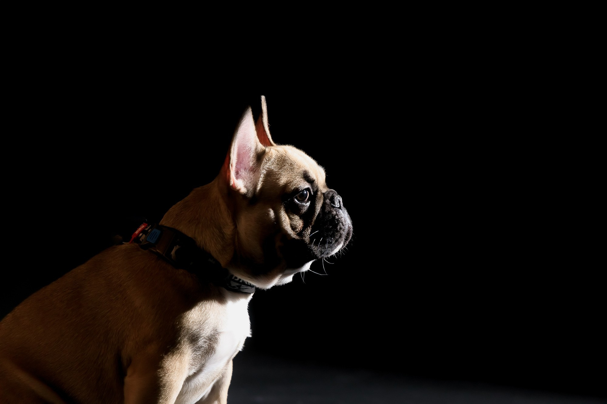 Семейная фотосессия с питомцами в студии. Фотограф в Саратове Ольга Мазлова