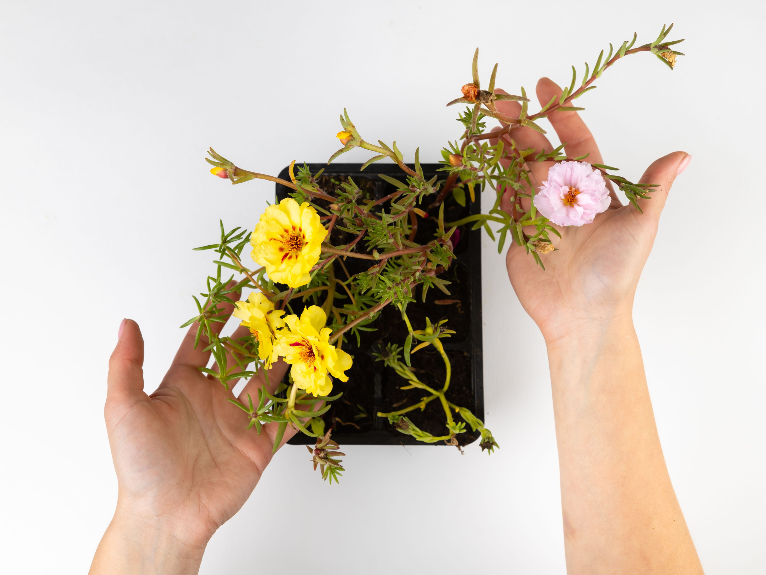 01.08.2025 Фотосессия Цветополис. ФОТОГРАФ ВИНОГРАДОВА ДАРЬЯ