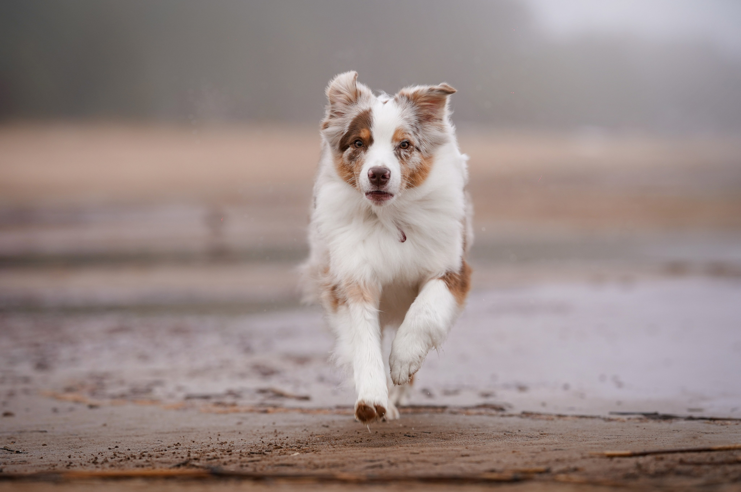 Панда Ладога. Фотограф-анималист в Санкт-Петербурге Яна Мартынова