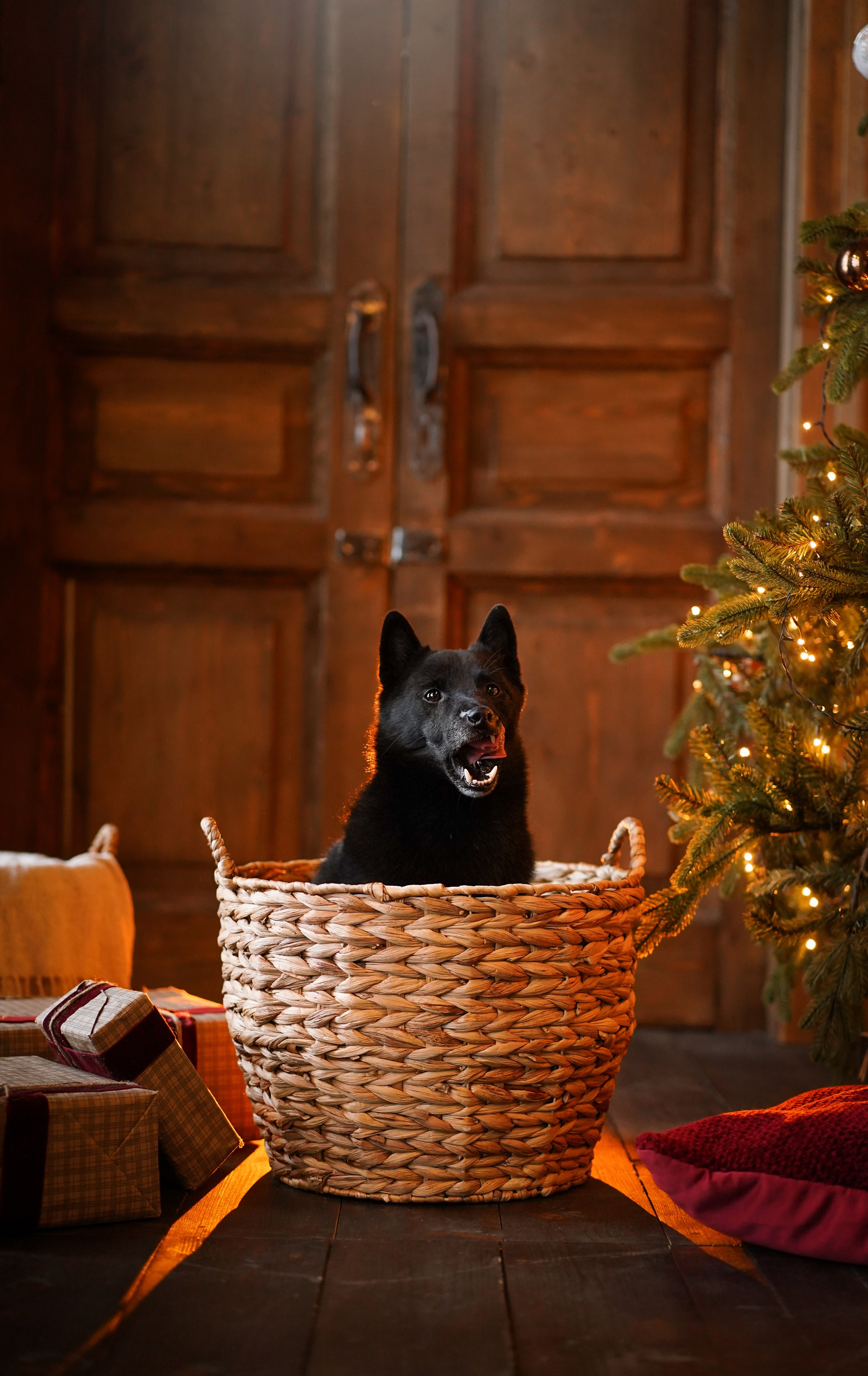Аня и Арчи. Фотограф-анималист в Санкт-Петербурге Яна Мартынова