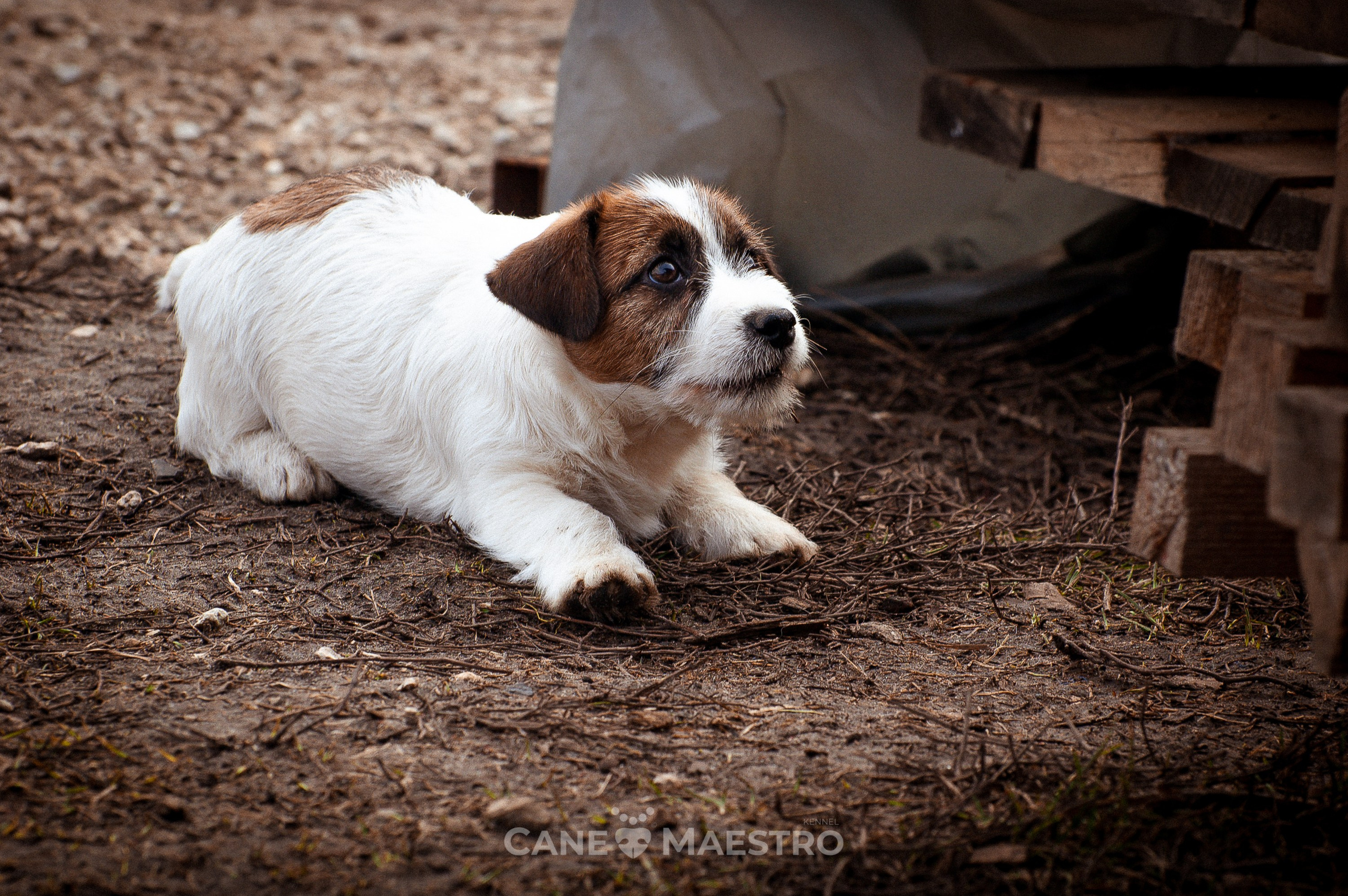 Мальчик 2. Кобель бело-рыжий. Джек рассел терьер щенок. КАНЕ МАЭСТРО — питомник Джек рассел терьеров