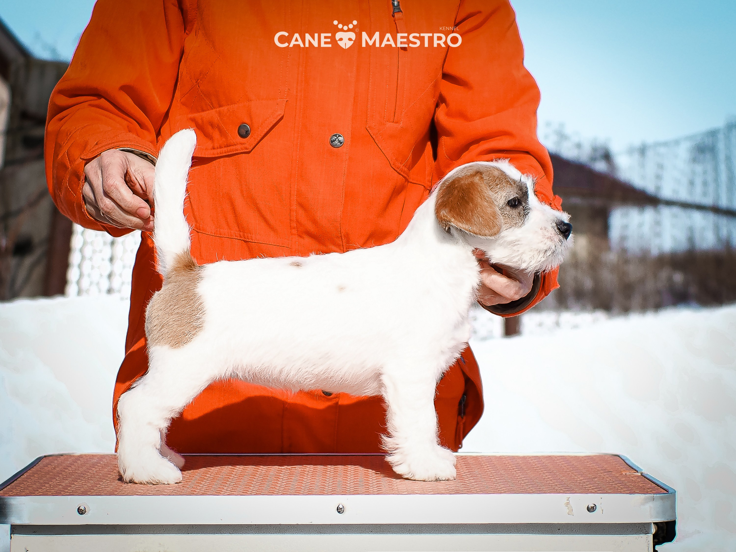 Сук_21_12_25. КАНЕ МАЭСТРО — питомник Джек рассел терьеров