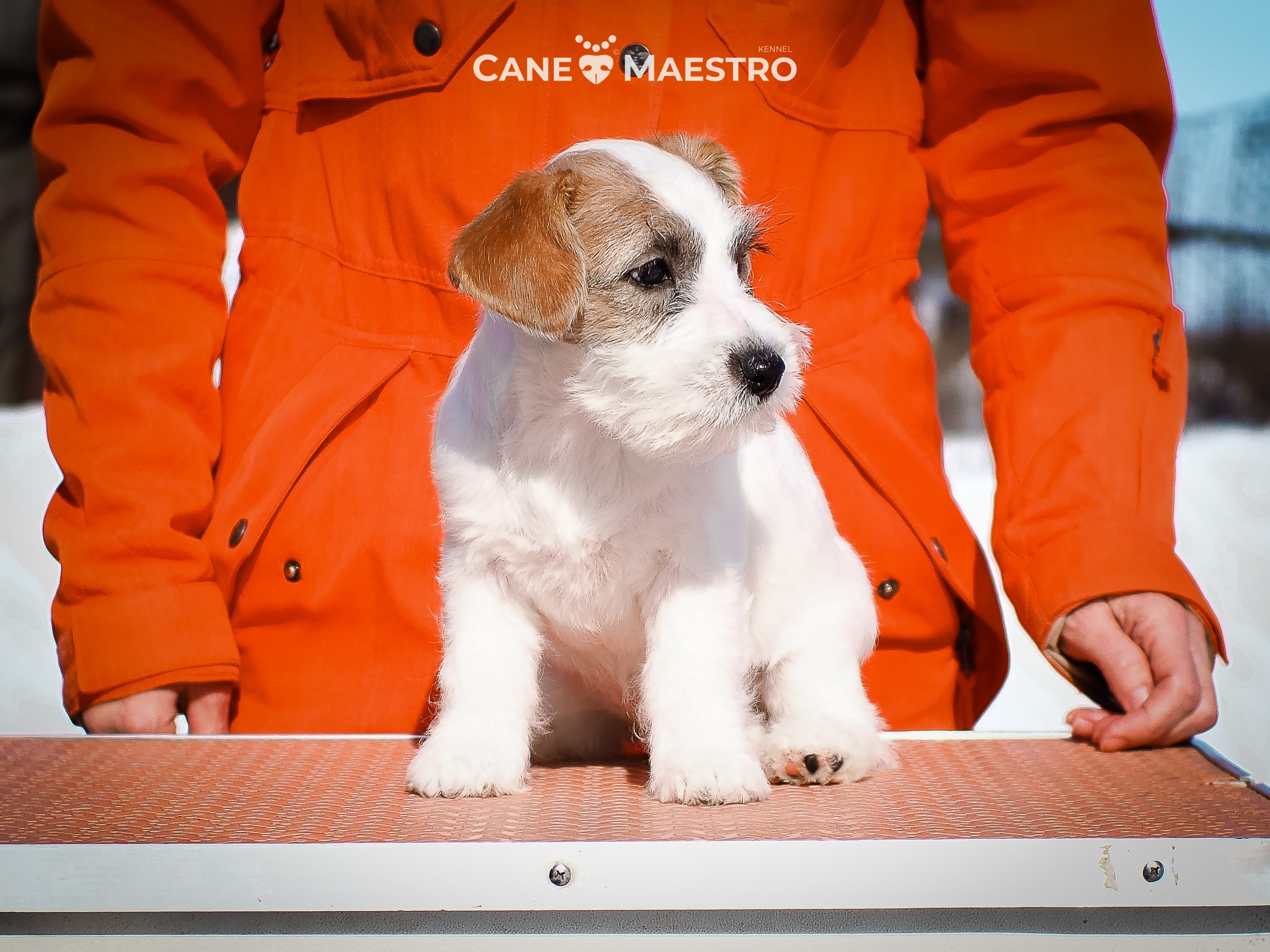 Сук_21_12_25. КАНЕ МАЭСТРО — питомник Джек рассел терьеров