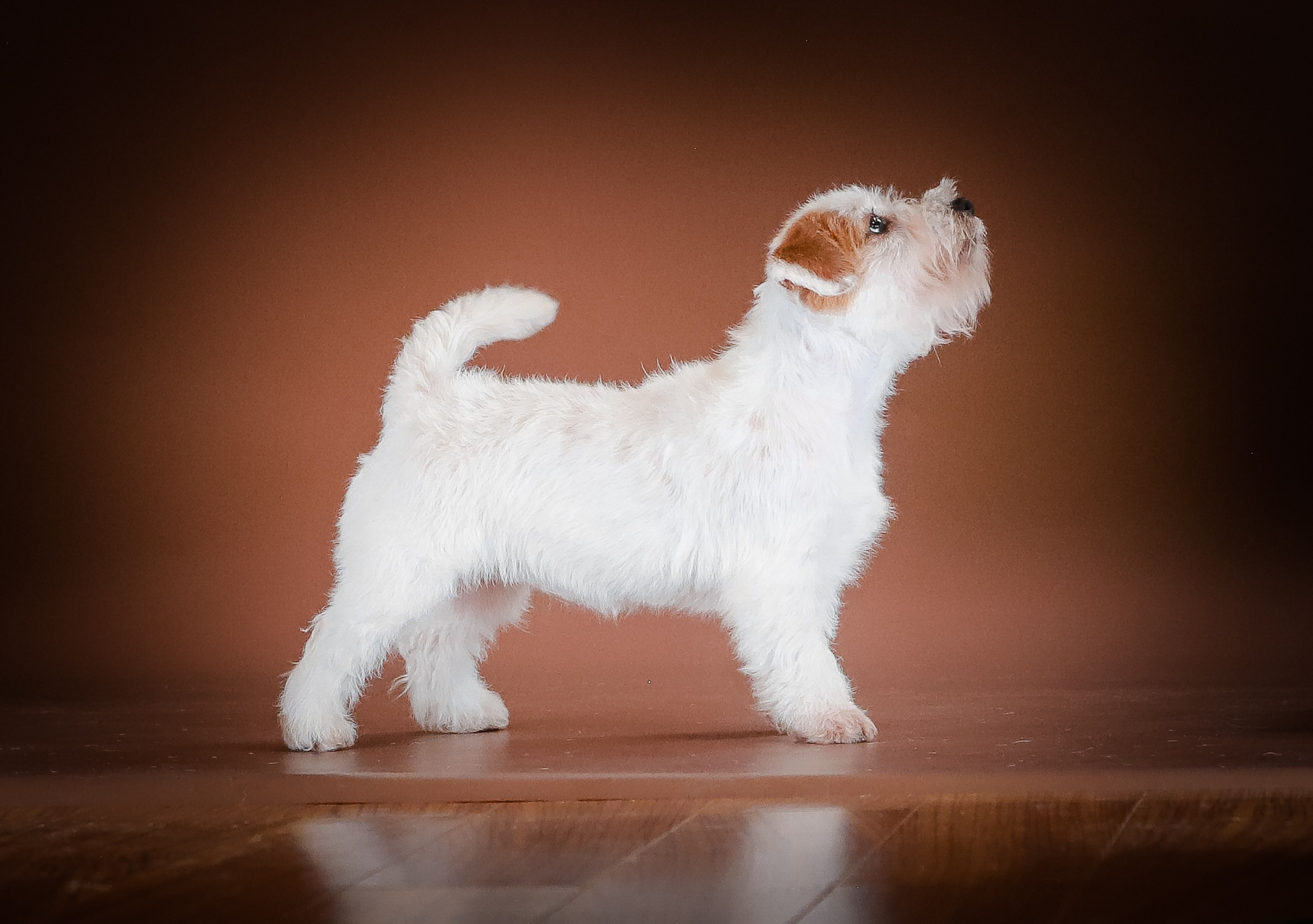 Бело-рыжая девочка джек рассел терьер.Продажа щенков Джек рассел терьер. КАНЕ МАЭСТРО — питомник Джек рассел терьеров