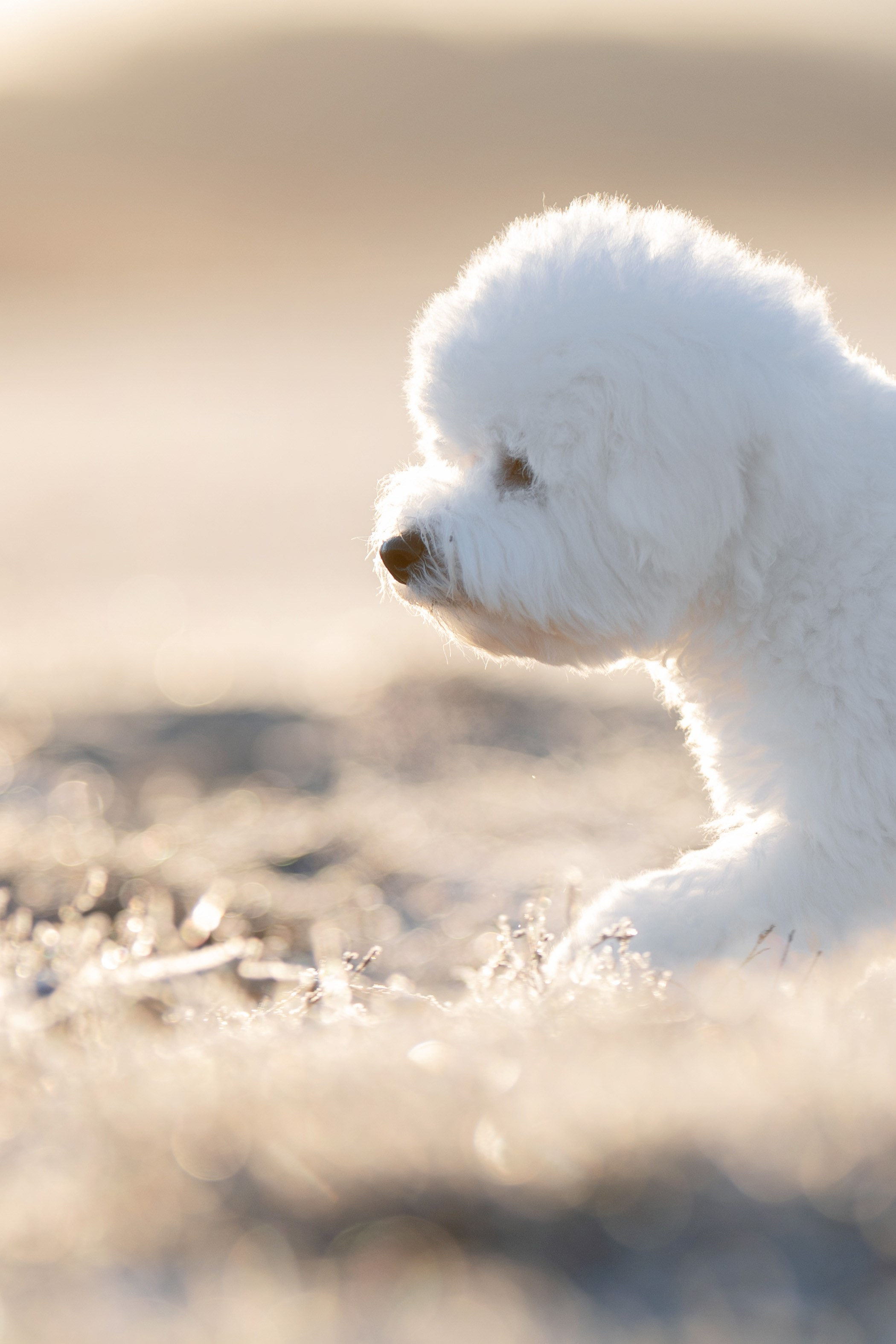 Бишон Фризе Серебряное копытце 19 марта 2025. -