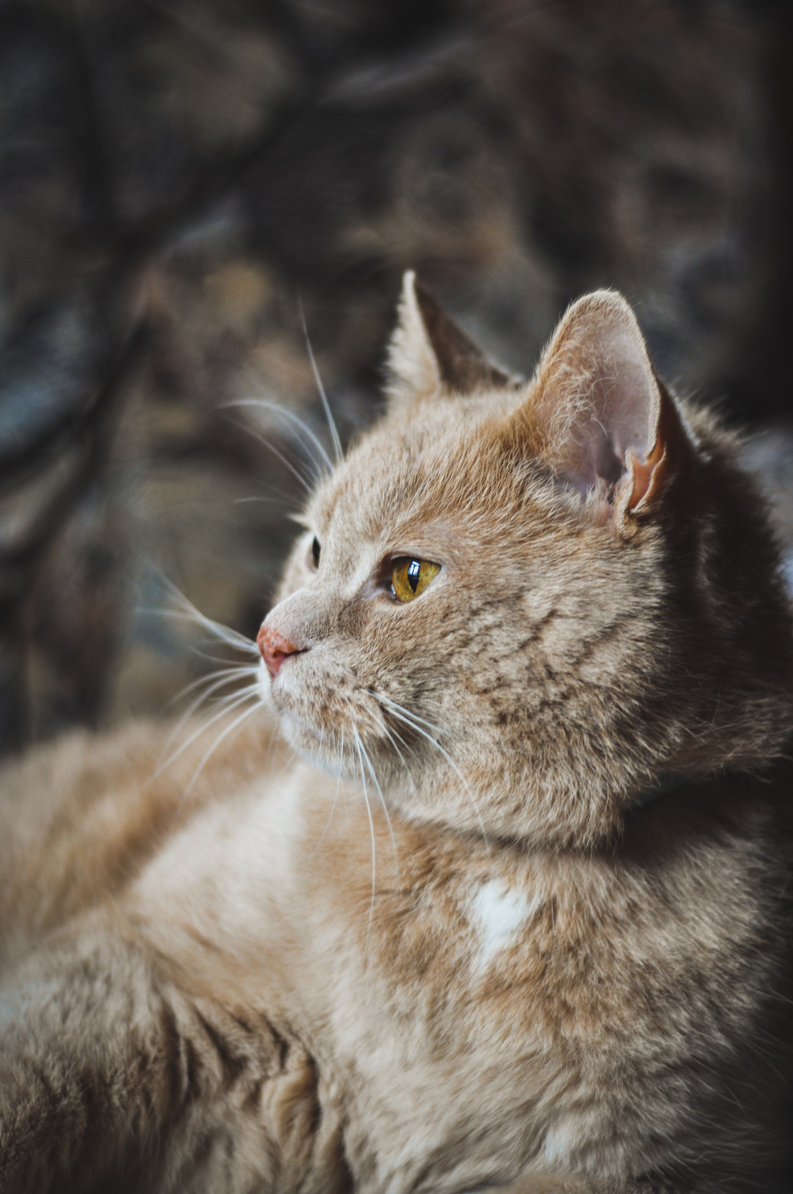 В мире животных. Фотокружок «Видоискатель» ГБОУ СОШ № 291