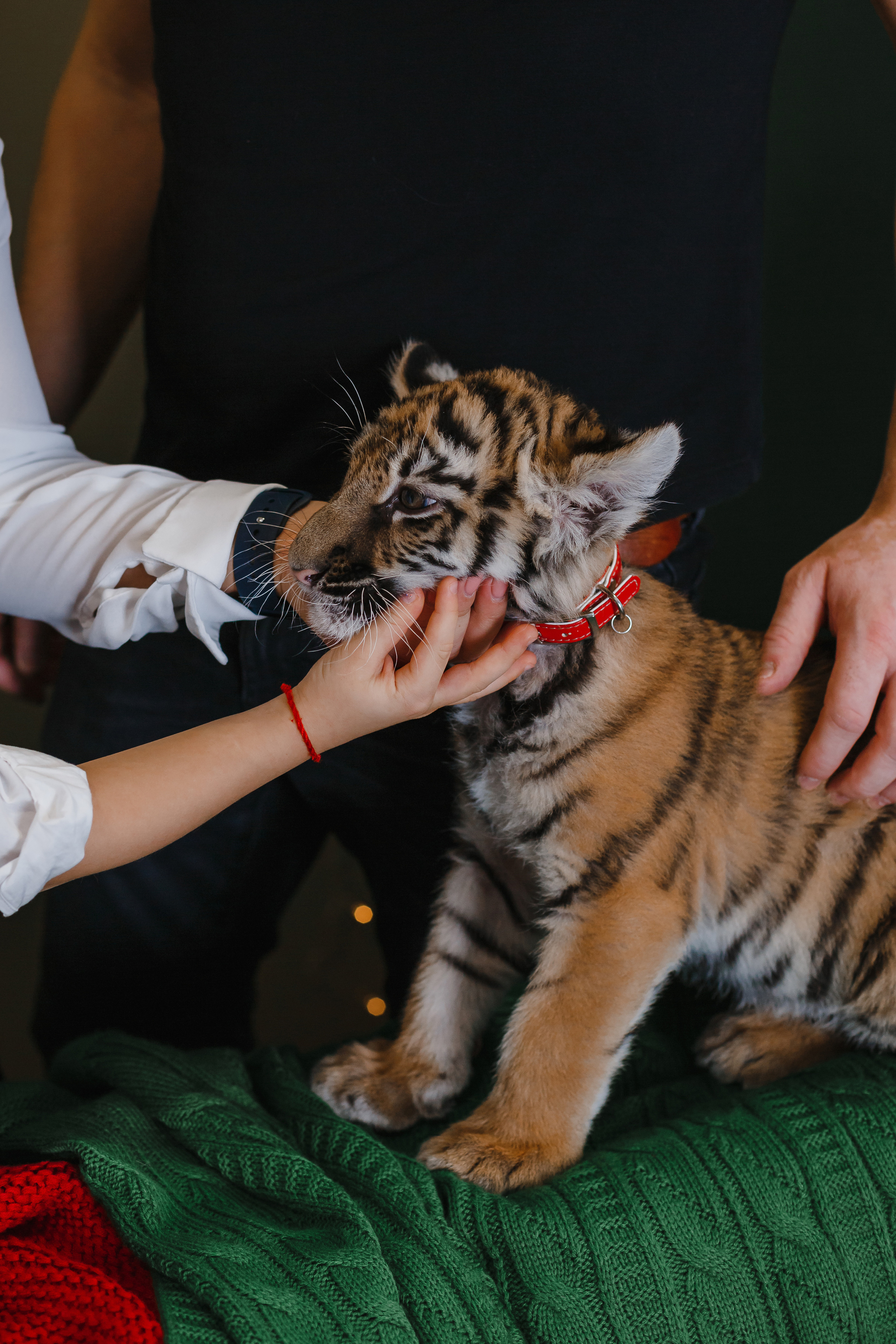 Дима, Ксения и Стеша. Семейный фотограф Николаева Ольга