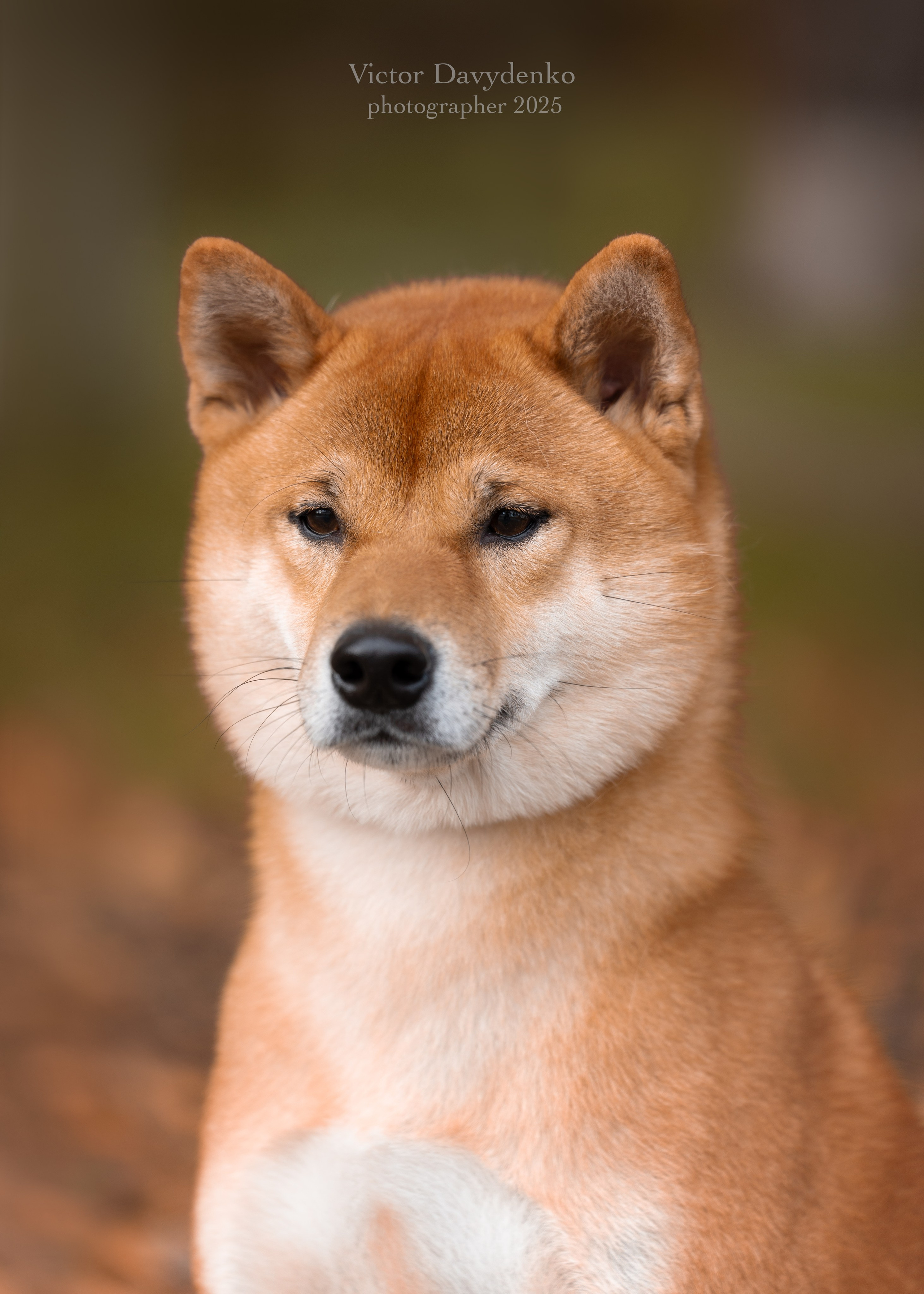 фотосессия собак краснодар выставка собак фотограф анималист сочи Сиба 