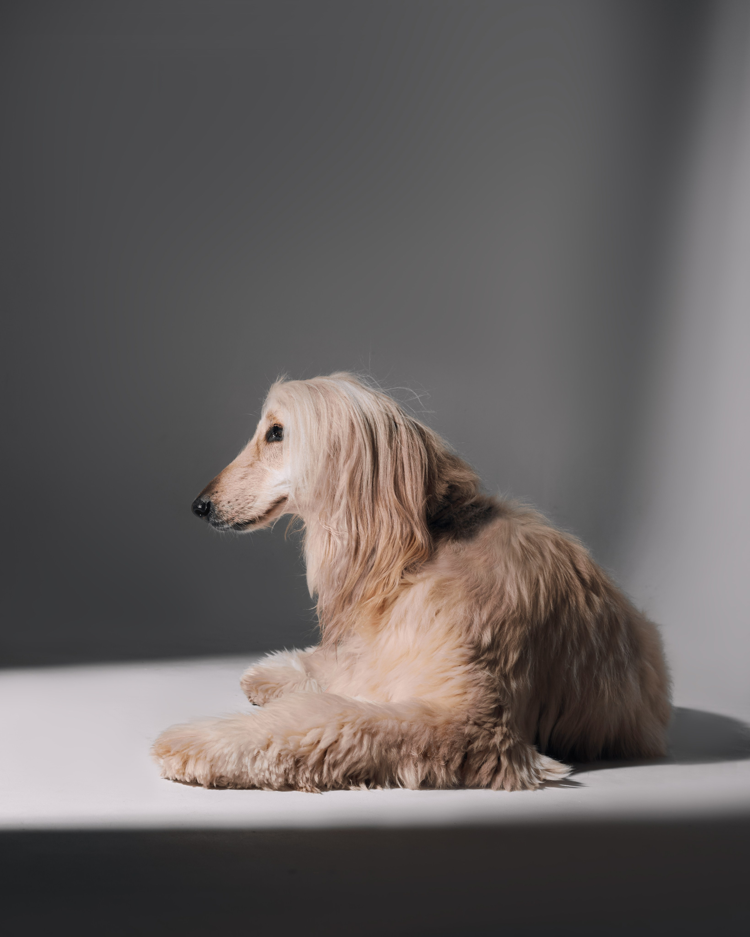 Животные отдельно